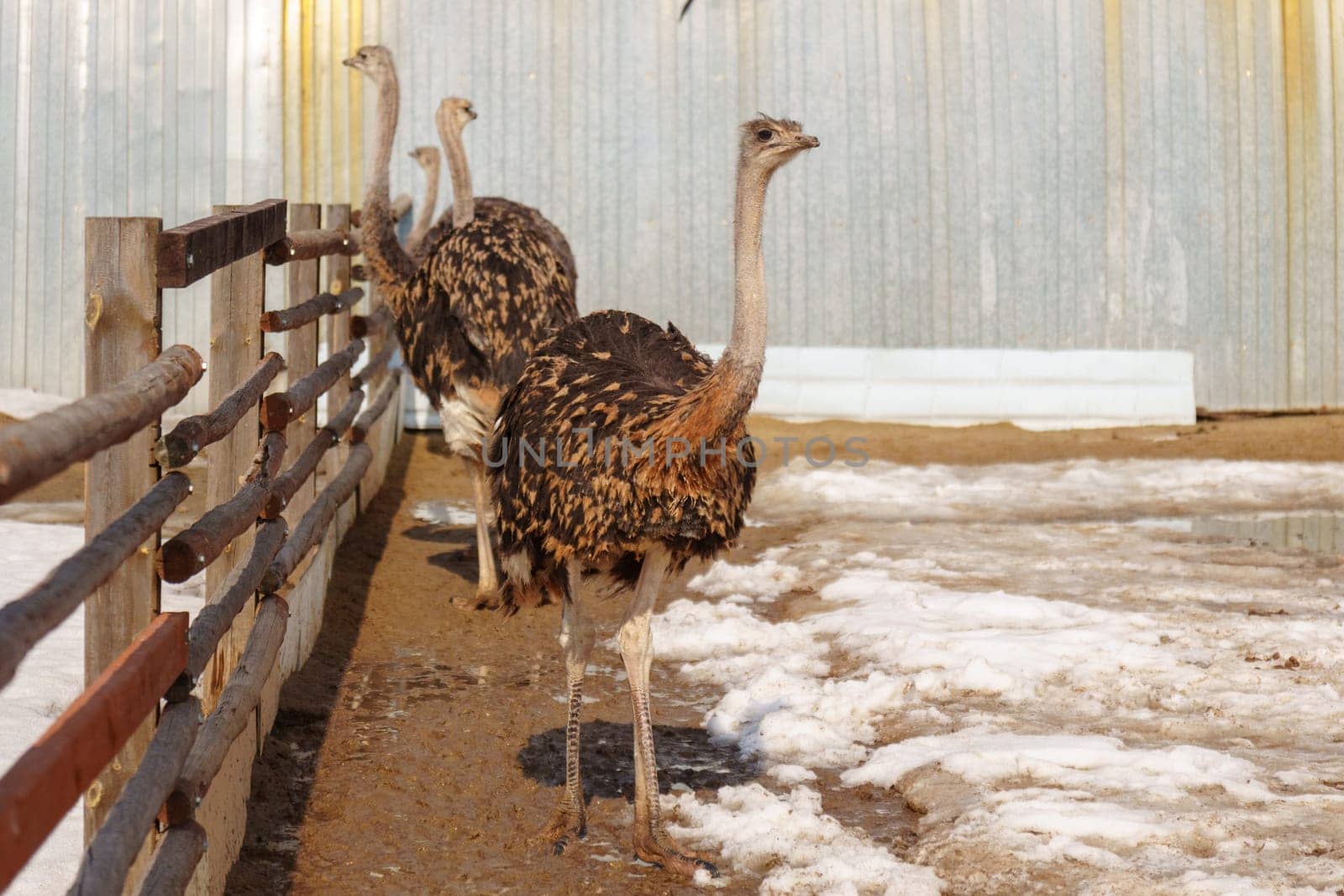 Ostrich stands in the dirt near a fence on an ostrich farm, observing its surroundings.