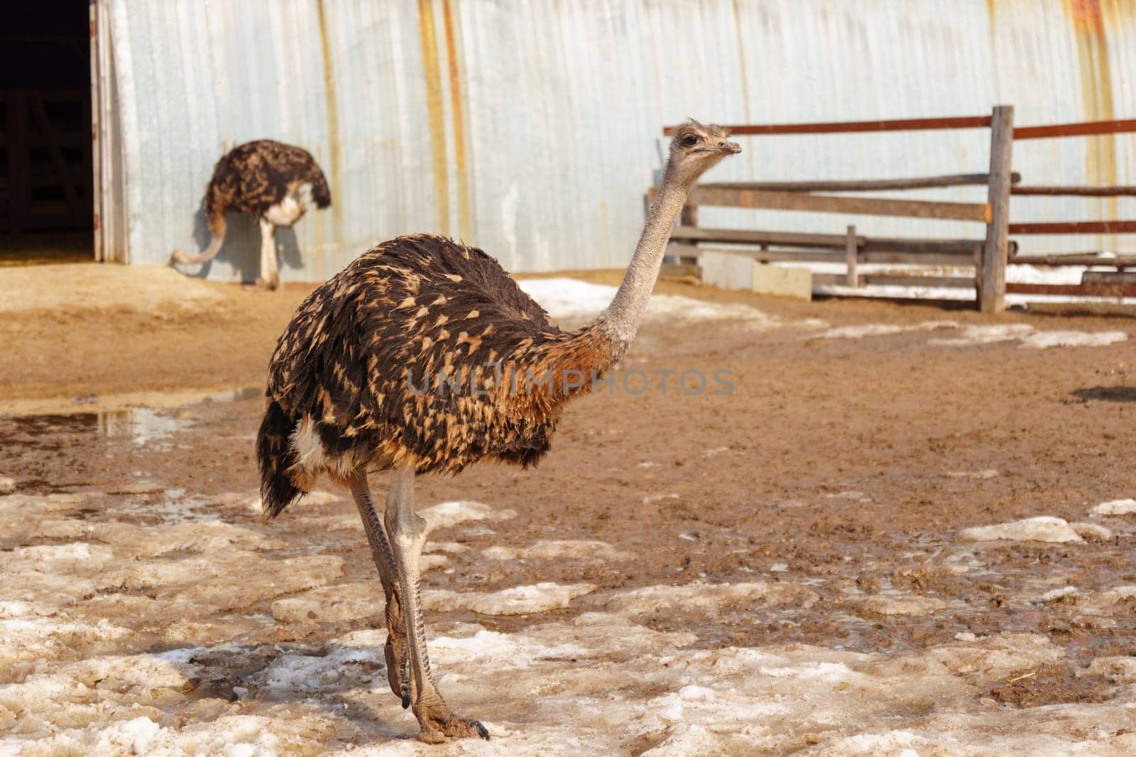 Ostrich stands in the dirt near a fence on an ostrich farm, observing its surroundings.