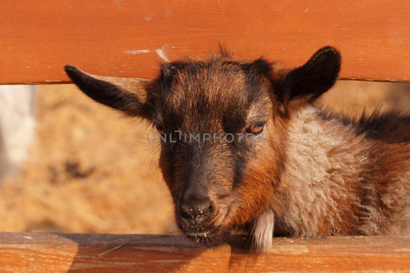Close-up view of a curious goat surrounded by wooden fencing in a rustic pen.