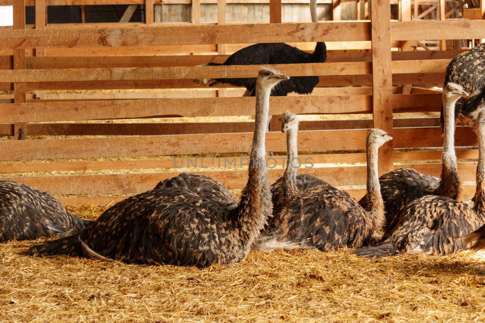 Ostrich stands tall in a spacious pen on farm, showcasing its long neck and vibrant feathers.