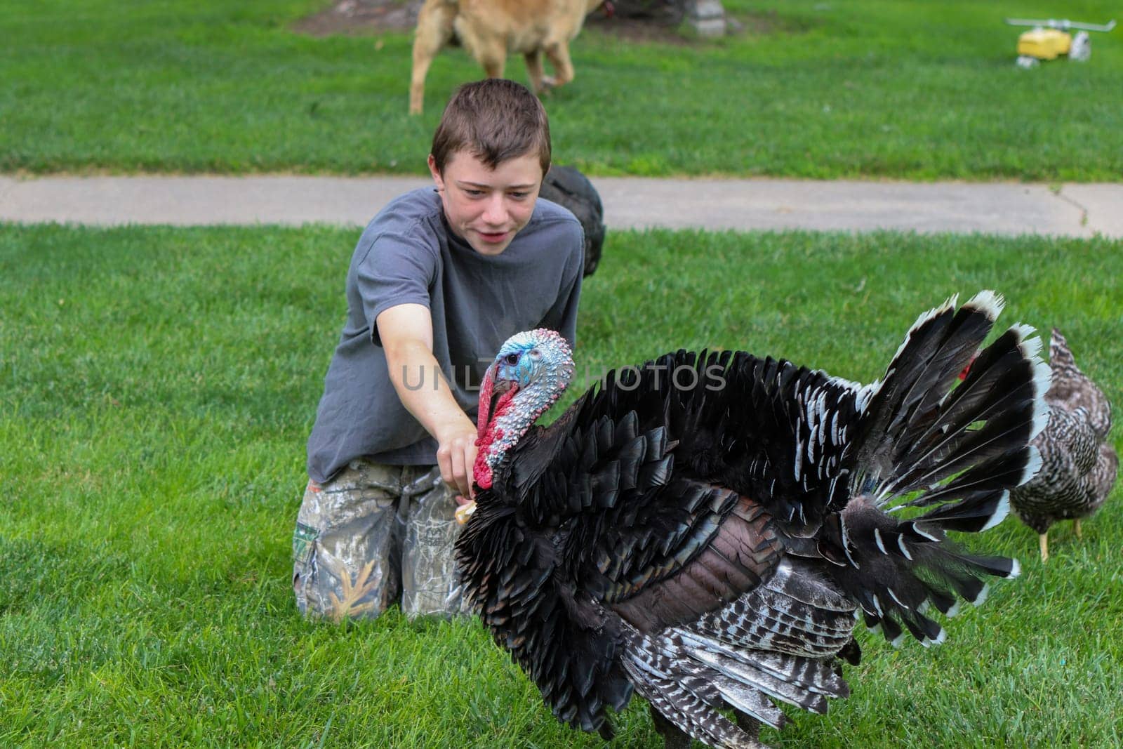 Male Turkey running around with the chickens . High quality photo