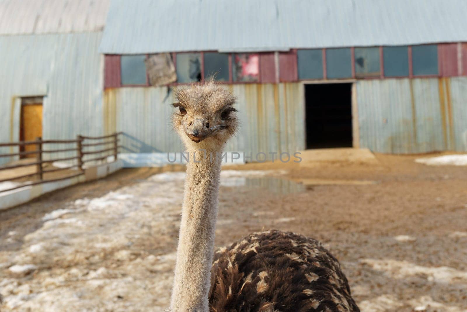 Group of ostriches standing tall and proud next to a sturdy wooden fence, showcasing.