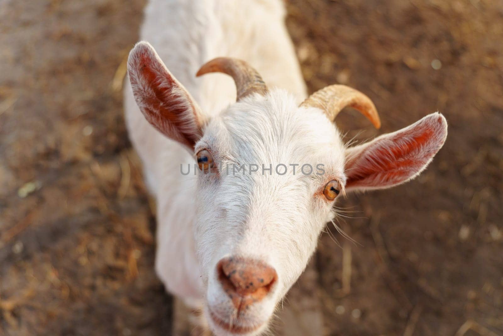 Goats gracefully making their way across a muddy field on farm.
