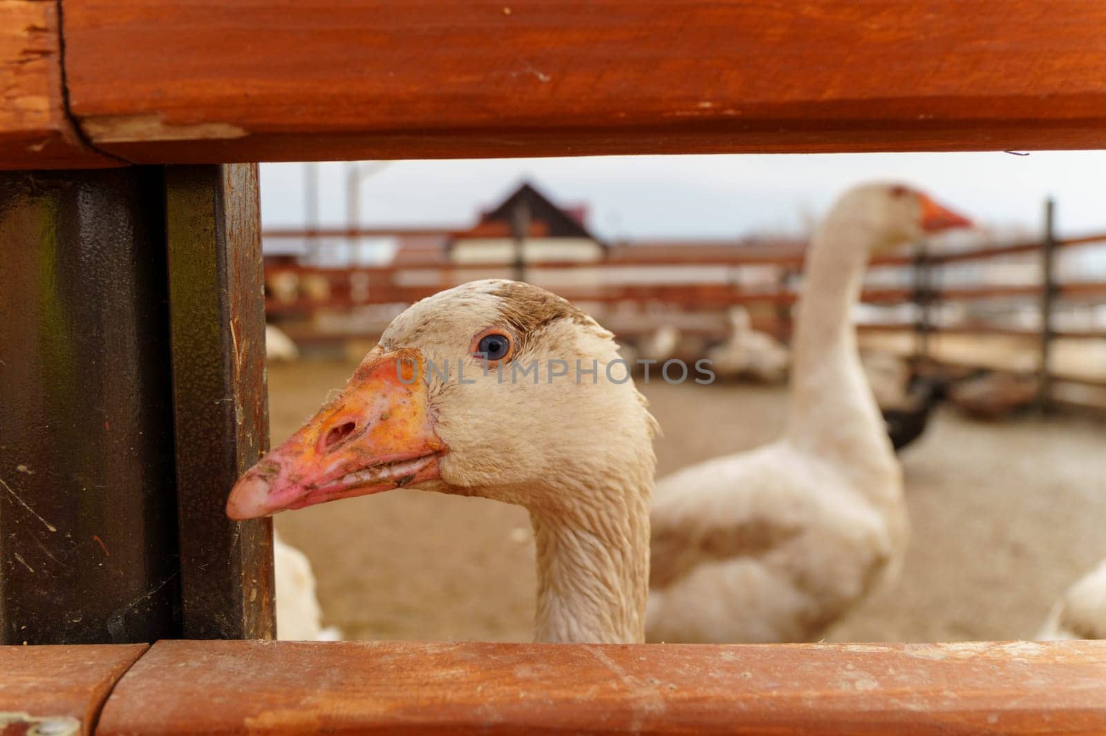 Goose with a speckled head and an orange beak peeks inquisitively through the slats of a wooden fence on a cloudy day at a farm.