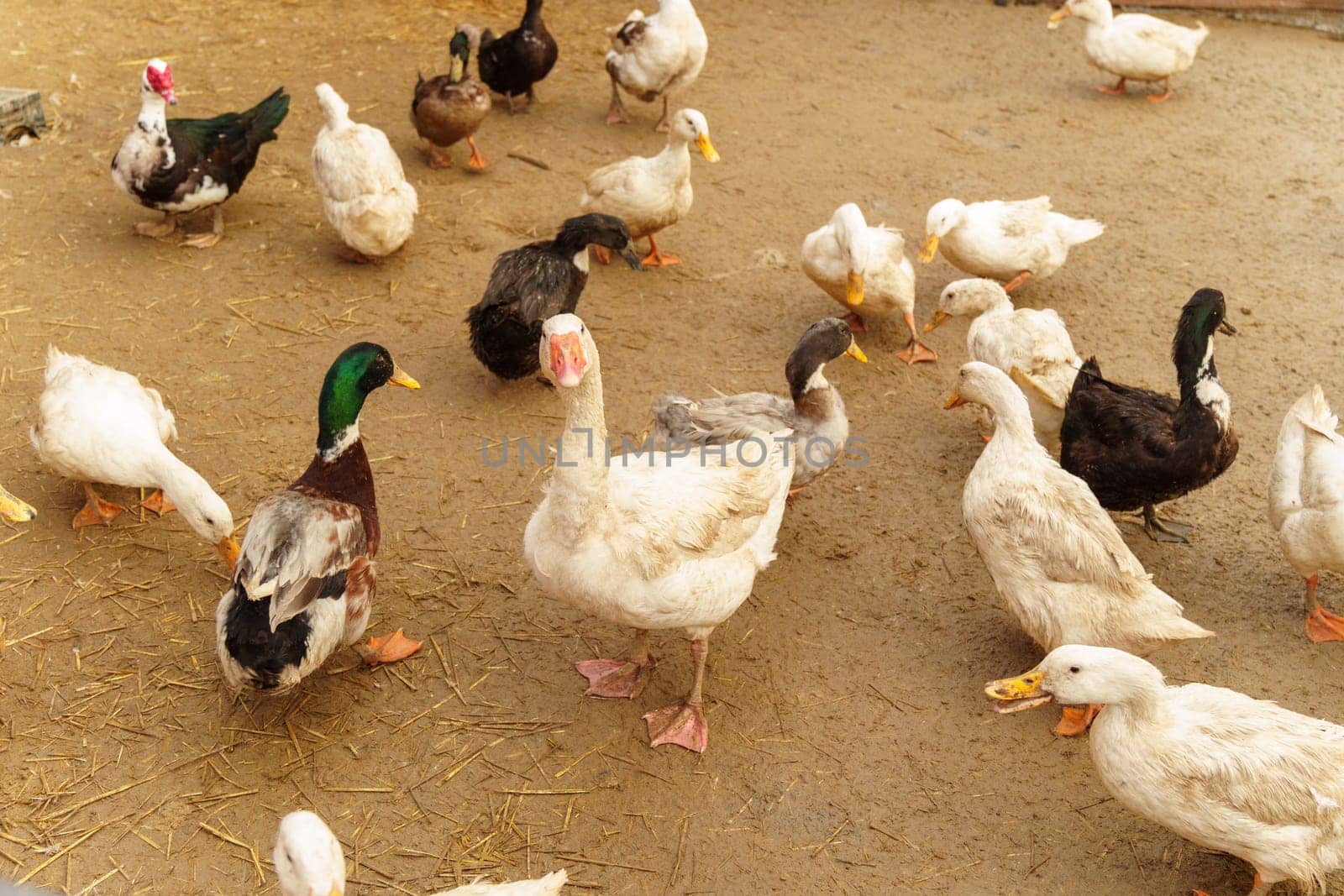 Ducks confidently stand on top of a field blanketed in snow, showcasing their resilience and adaptability to winter conditions.