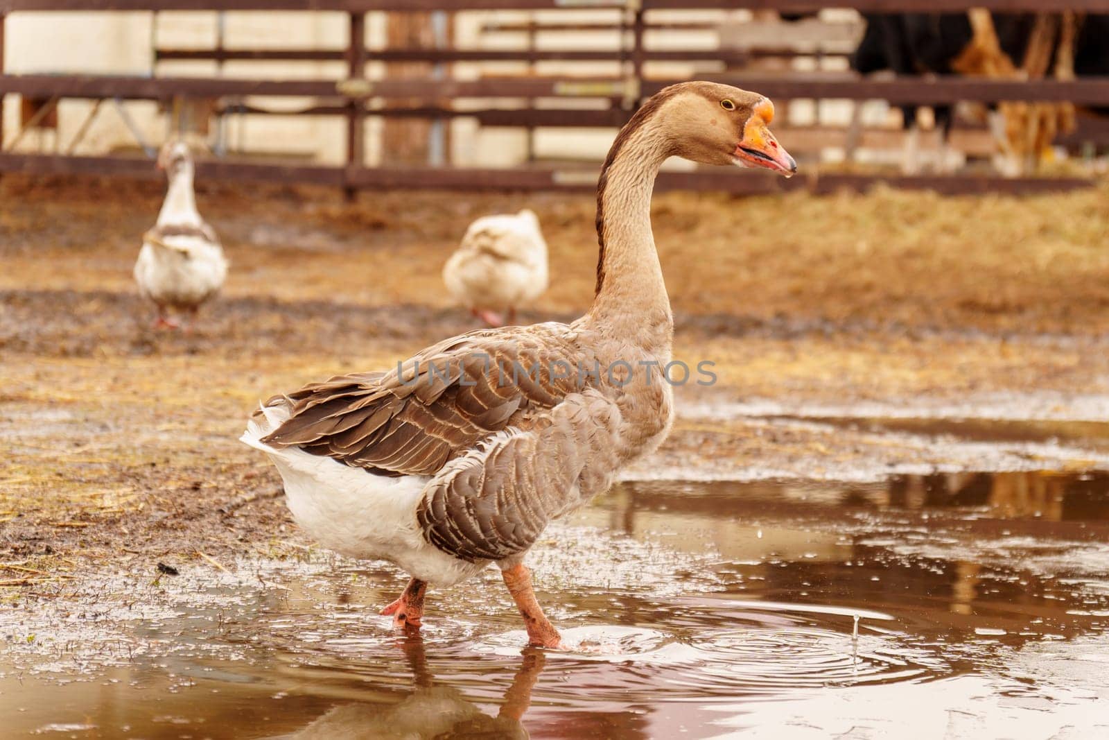 Geese standing proudly on top of a muddy field in a rural farm setting.