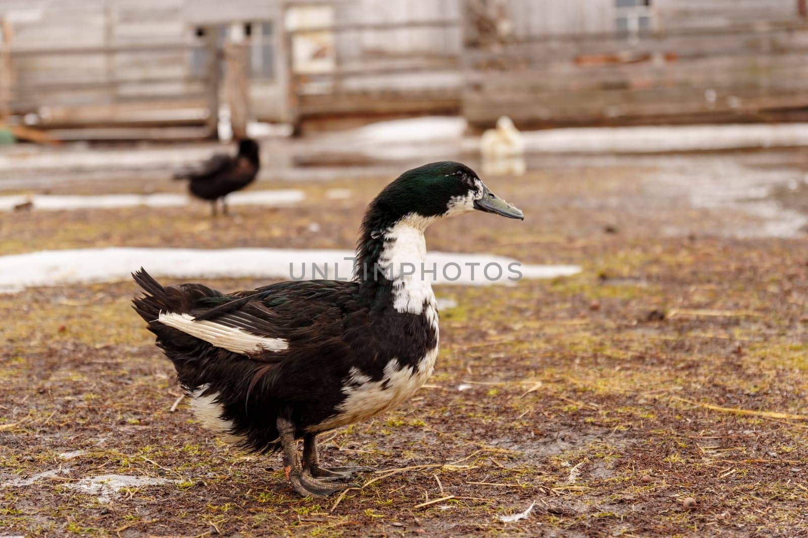 Ducks are gracefully standing side by side, showing off their vibrant feathers and tranquil demeanor.