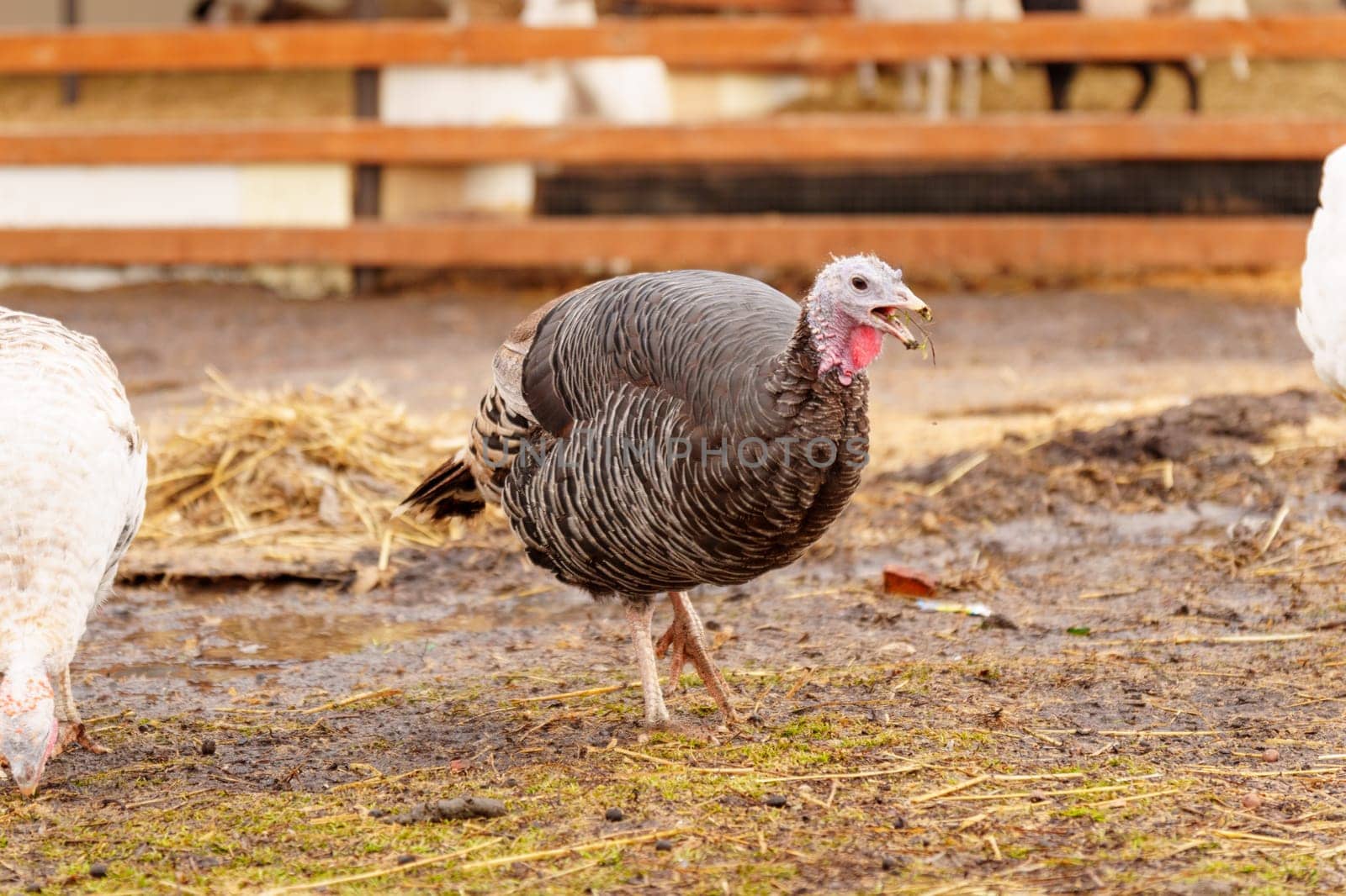 Turkey farm, turkey close-up, turkey rearing concept. Selective focus