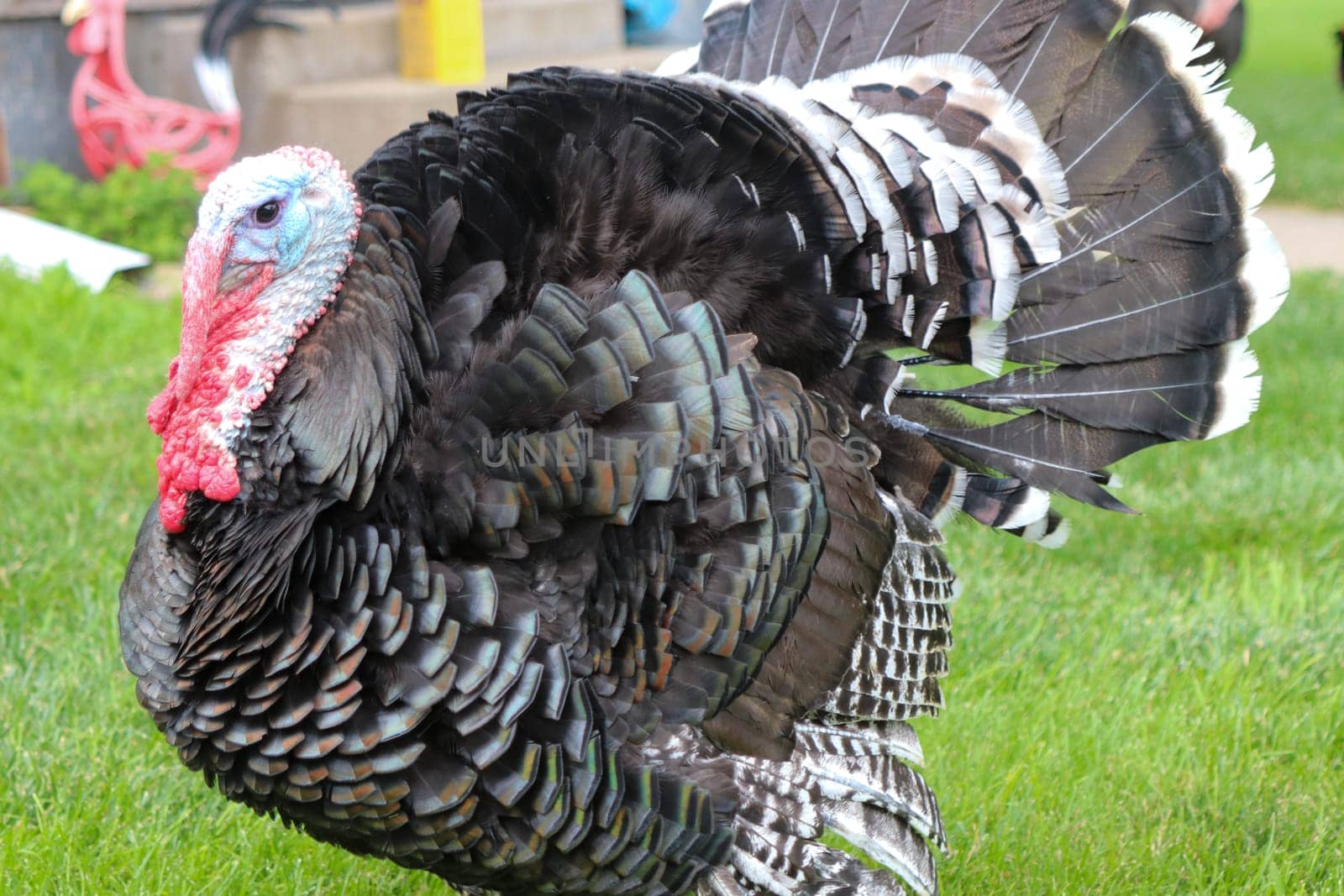 Male Turkey running around with the chickens by gena_wells