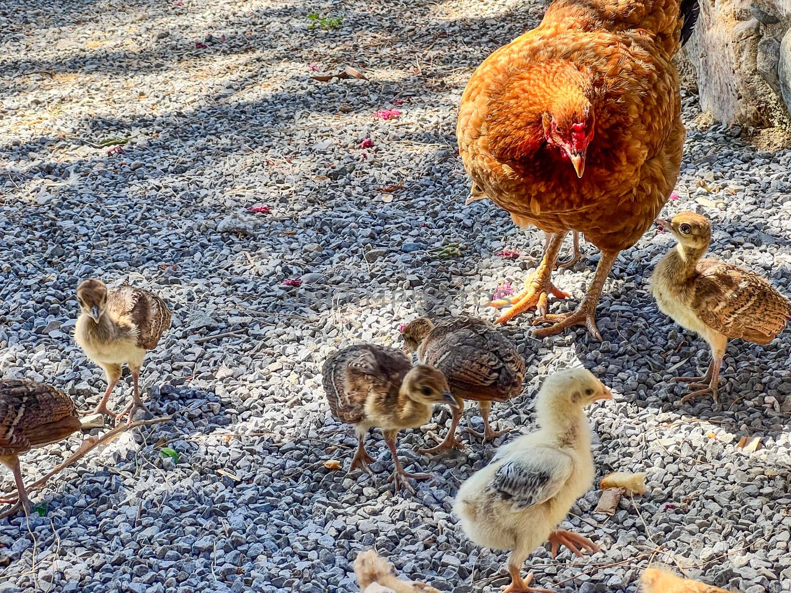 Many chickens with a hen of red and burgundy color. Hatching chickens and chicks on the farm. Hen and family