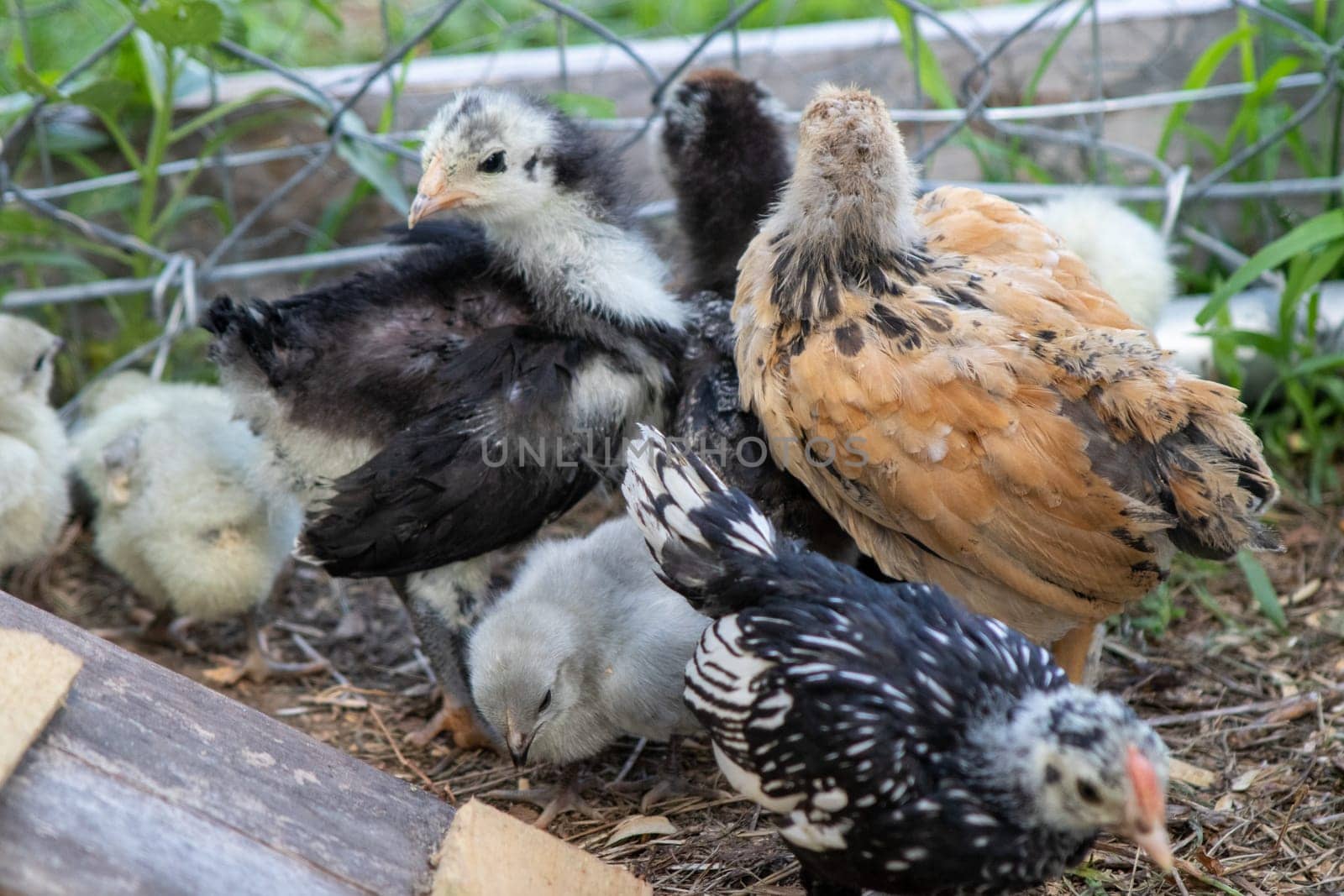 Bantam baby chicks and lavender chicks in the yard . High quality photo