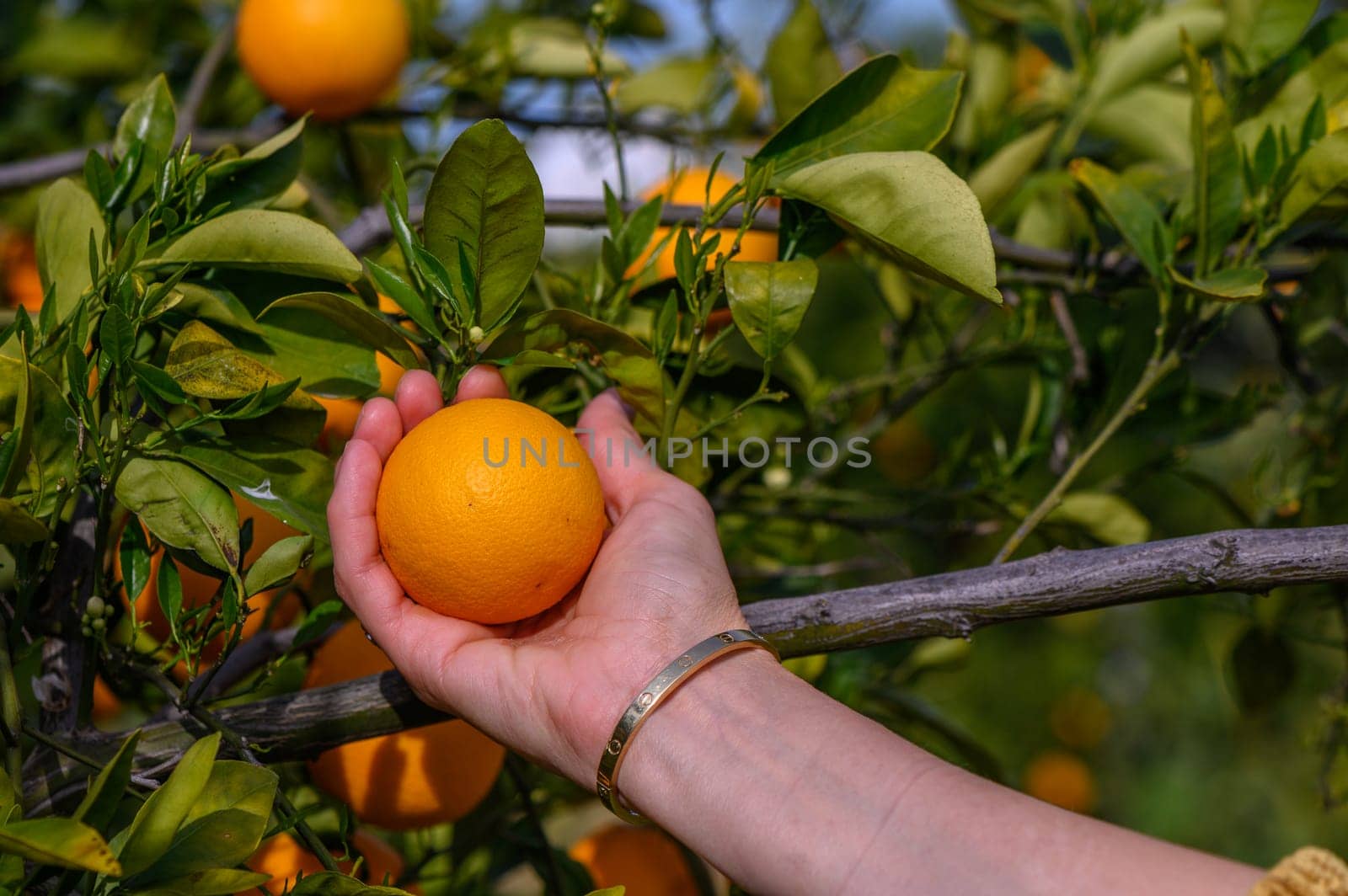 woman hand picking an ripe orange on tree 1 by Mixa74