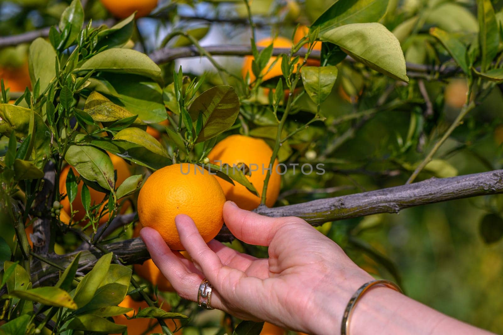 Woman picks orange from a orange tree on a sunny day. Organic harvesting. 2