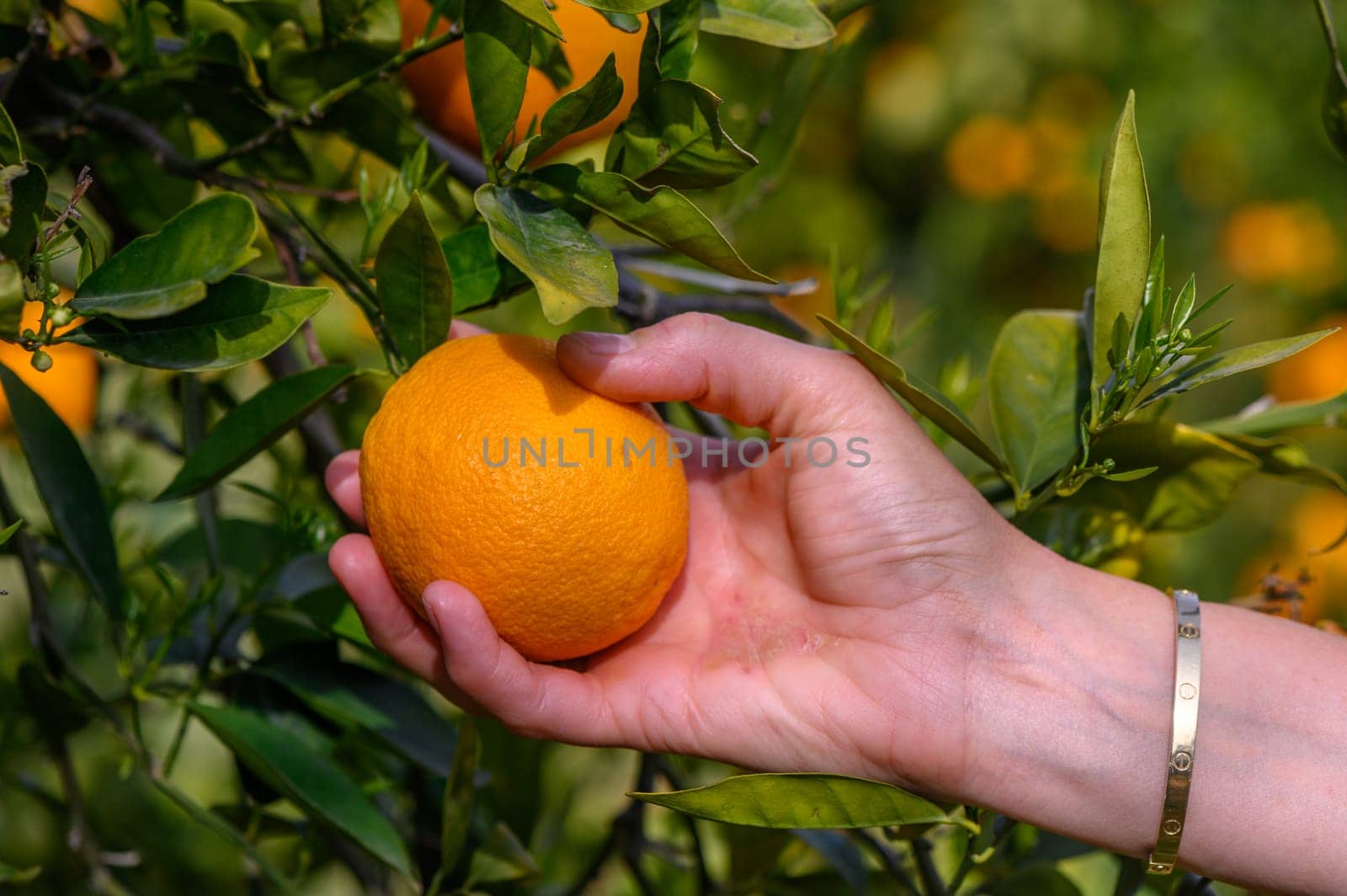 Woman picks orange from a orange tree on a sunny day. Organic harvesting. by Mixa74