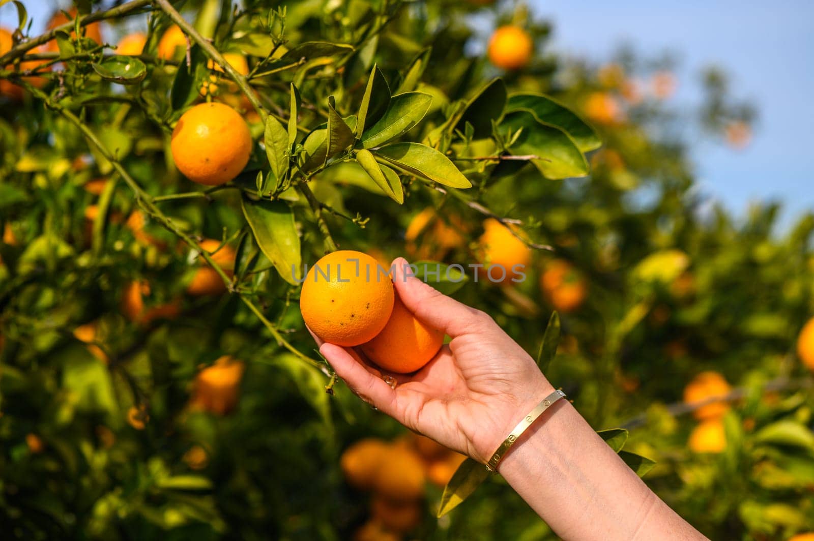 Women's hands pick juicy tasty oranges from a tree in the garden by Mixa74