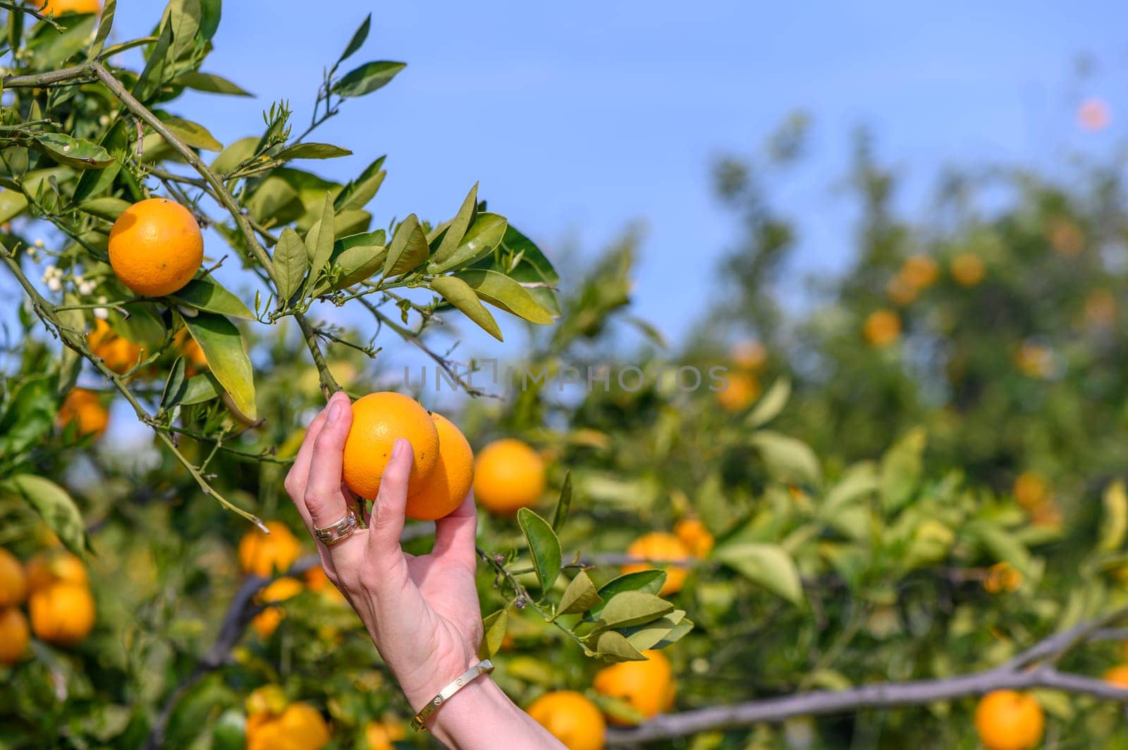 woman hand choosing and pick up fresh orange fruit from tree in orchard 3