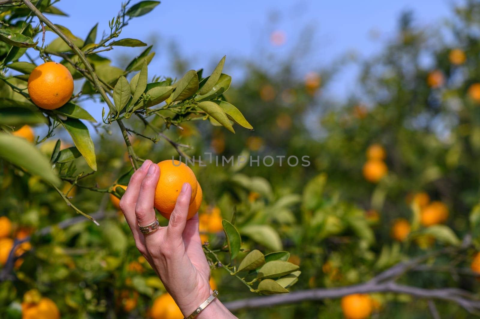 Woman picking orange from tree 3