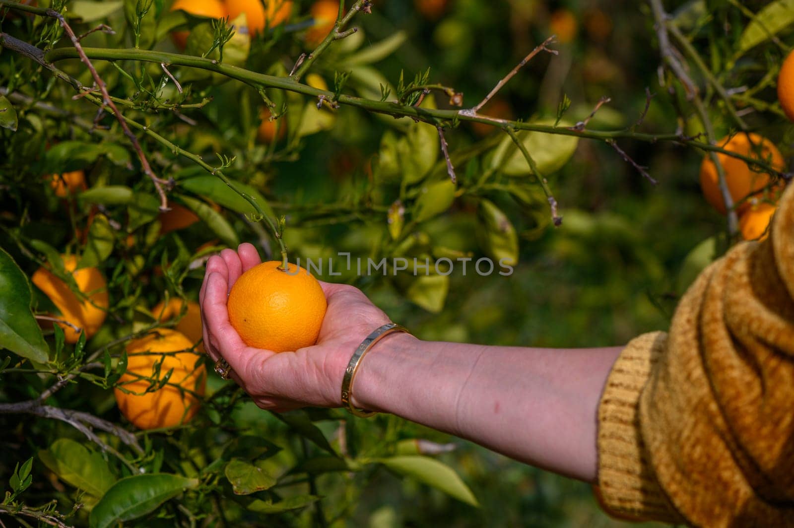 woman hand choosing and pick up fresh orange fruit from tree in orchard by Mixa74