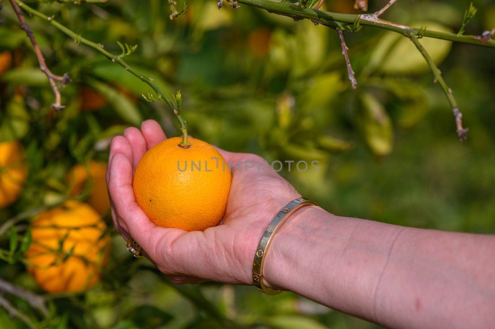 Woman picking orange from tree 1 by Mixa74