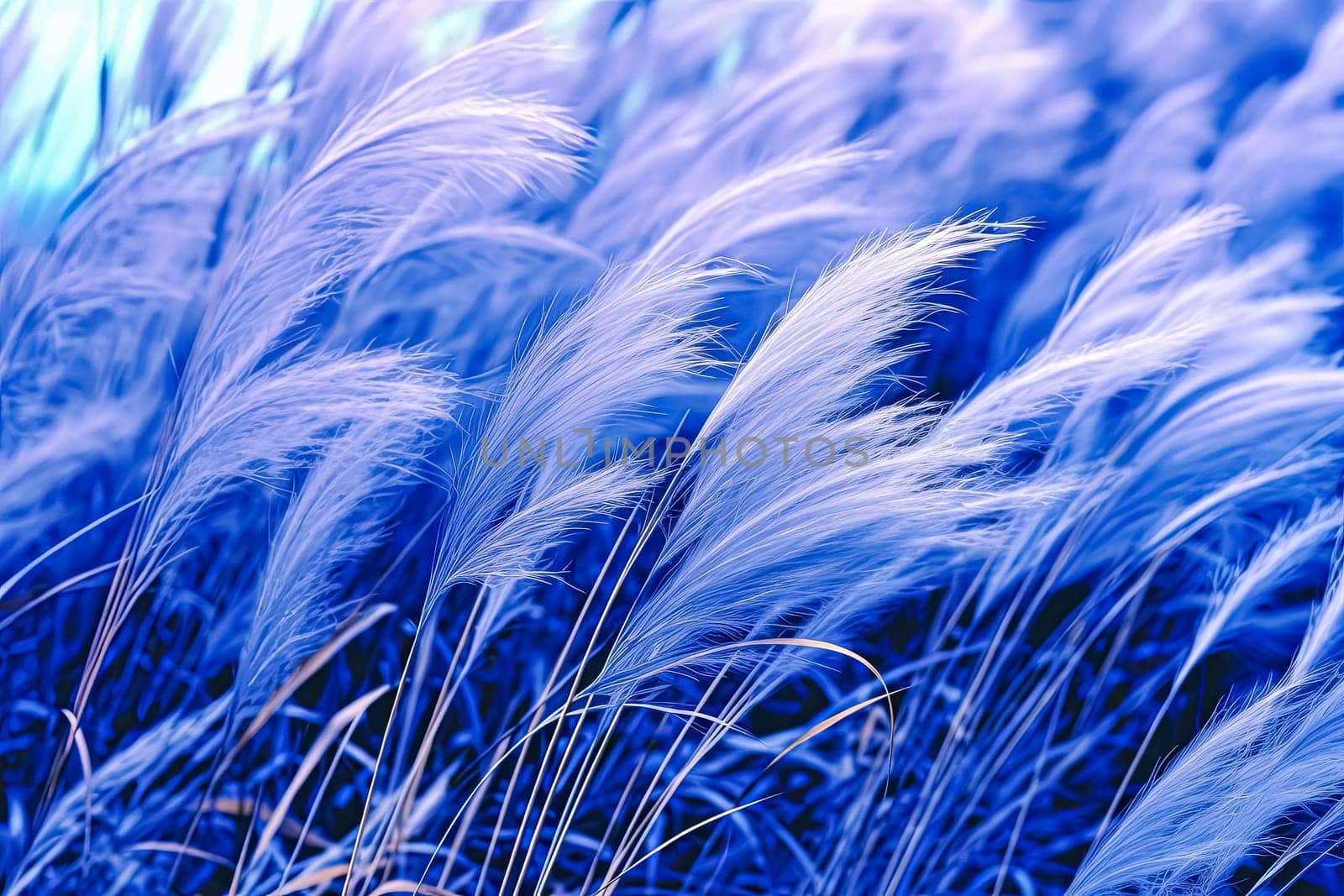 A field of tall grass with a blue sky in the background. The grass is dry and has a light blue color