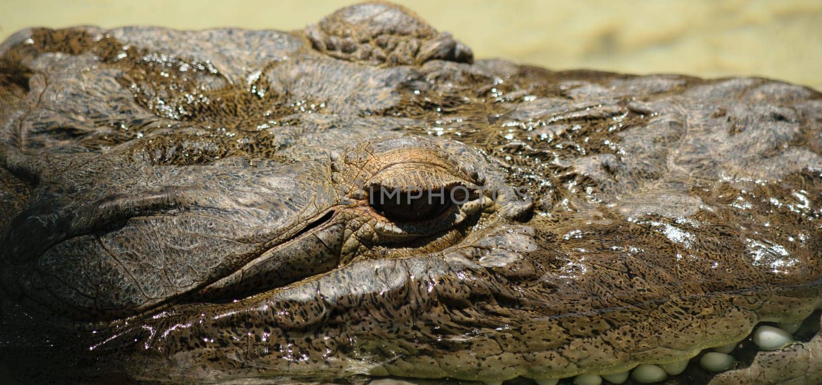 Close-up of a crocodile's head with detailed skin texture and eye visible.