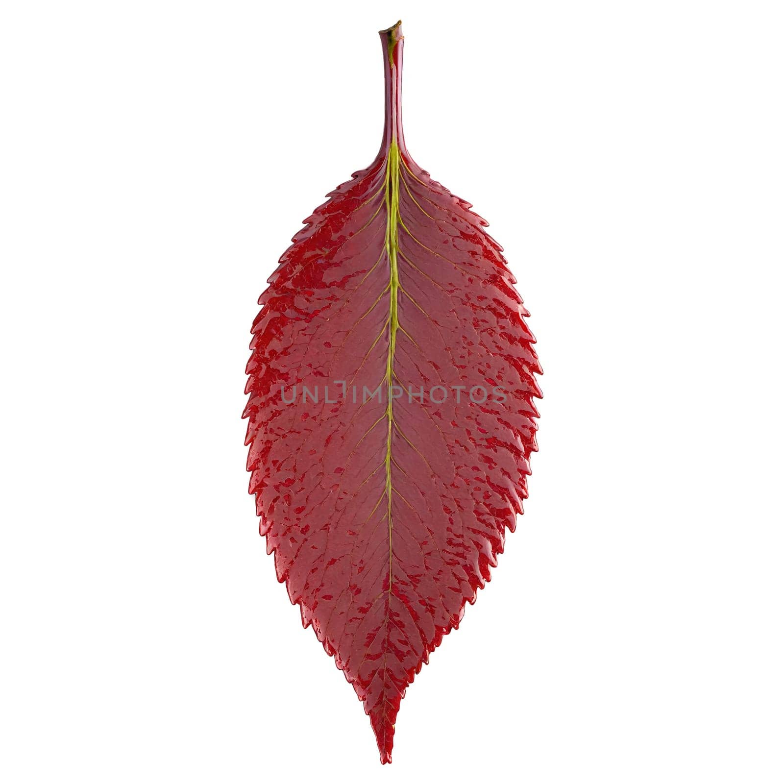 Cherry Leaf oval red leaf with serrated edges and a glossy texture falling gracefully Prunus. Plants isolated on transparent background.