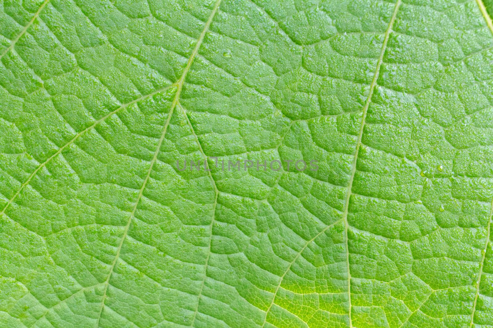 Close-up view of a green leaf with a natural pattern in daylight.