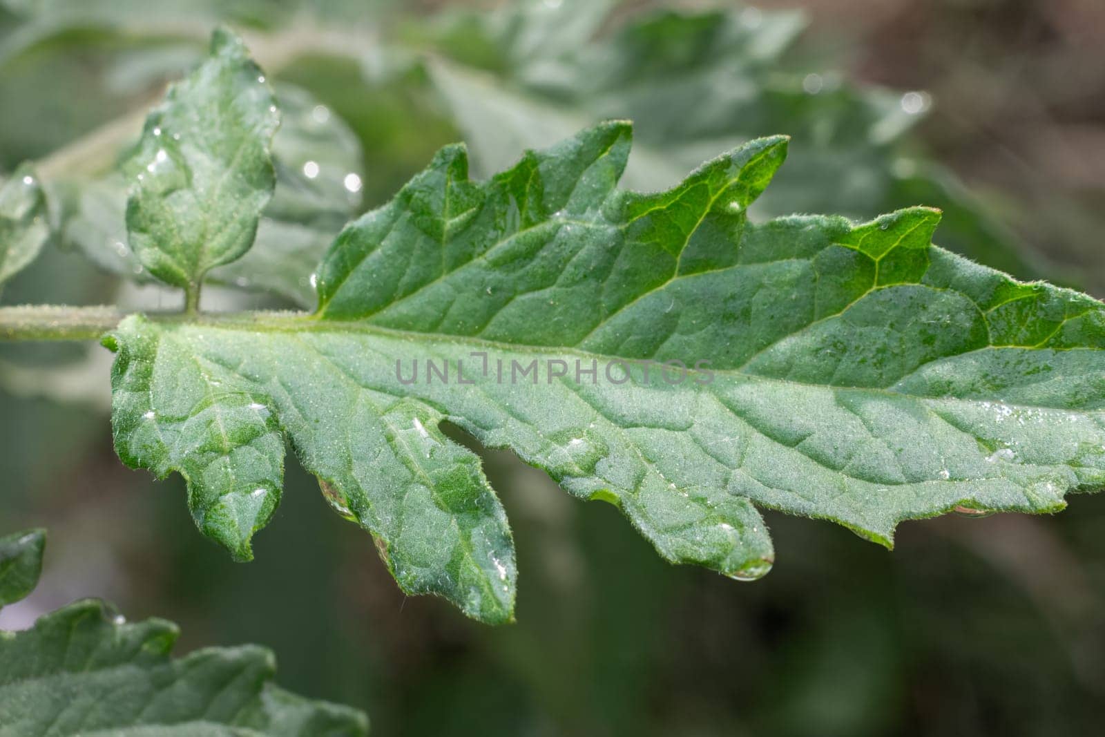 Close-up a young green tomato leaf on a bush with the blurred background. Shallow depth of field.