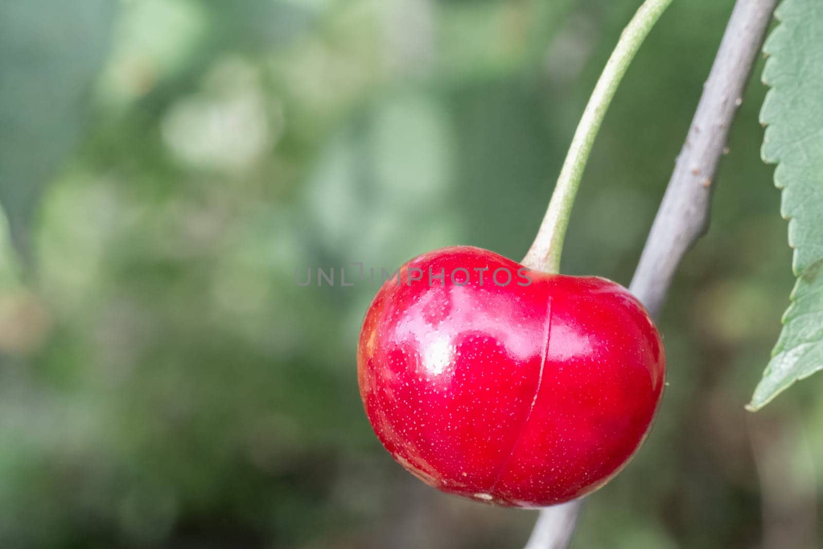 Close-up a red ripe cherry on a tree with the blurred background.