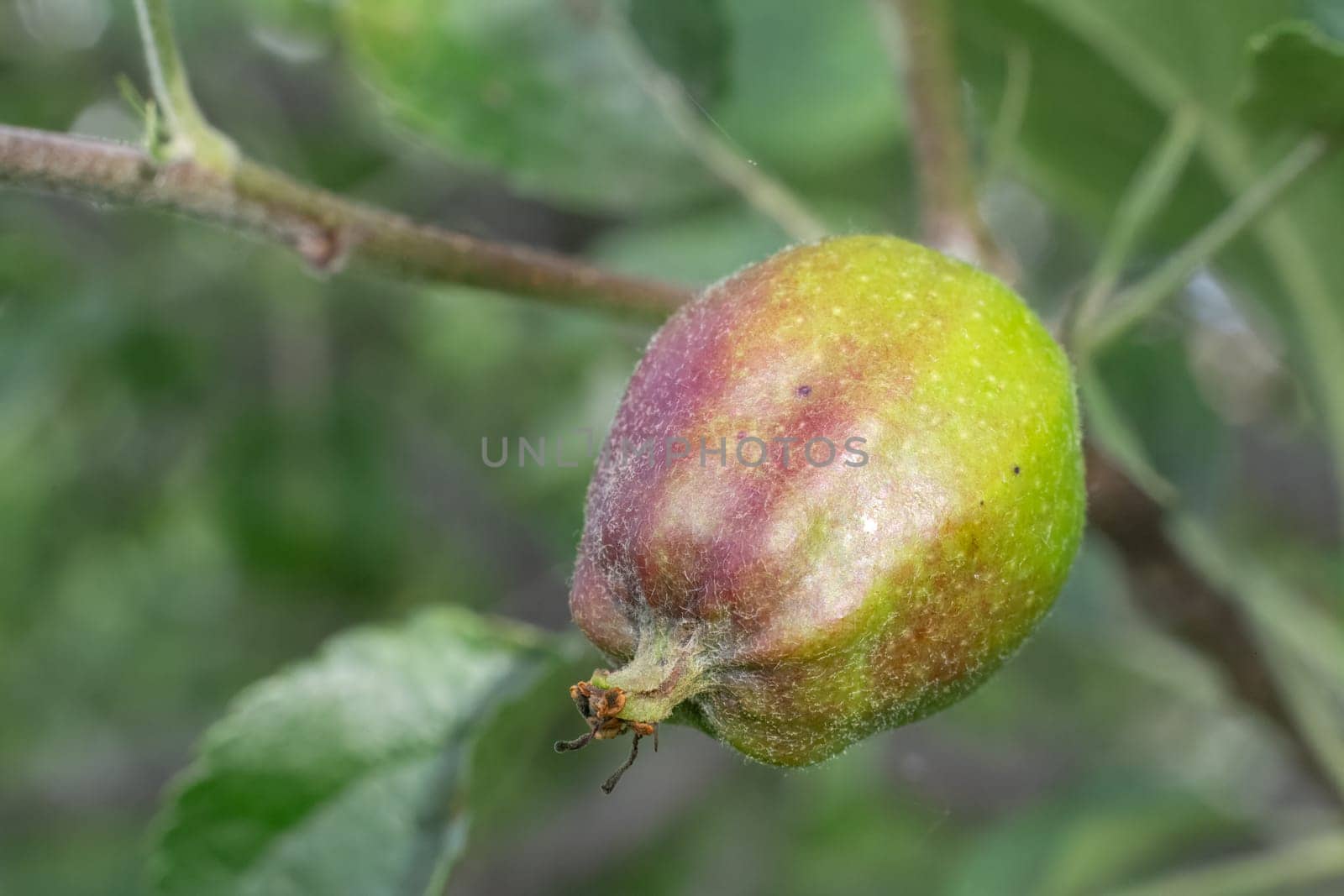 Fruit of immature apple on a branch of the tree in the orchard. Fruits growing in the garden.