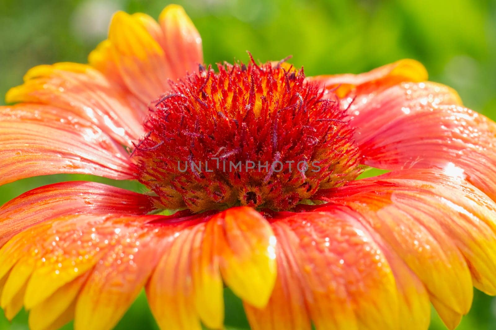 Close-up bud of an orange and yellow Gailardia flower growing in the garden.