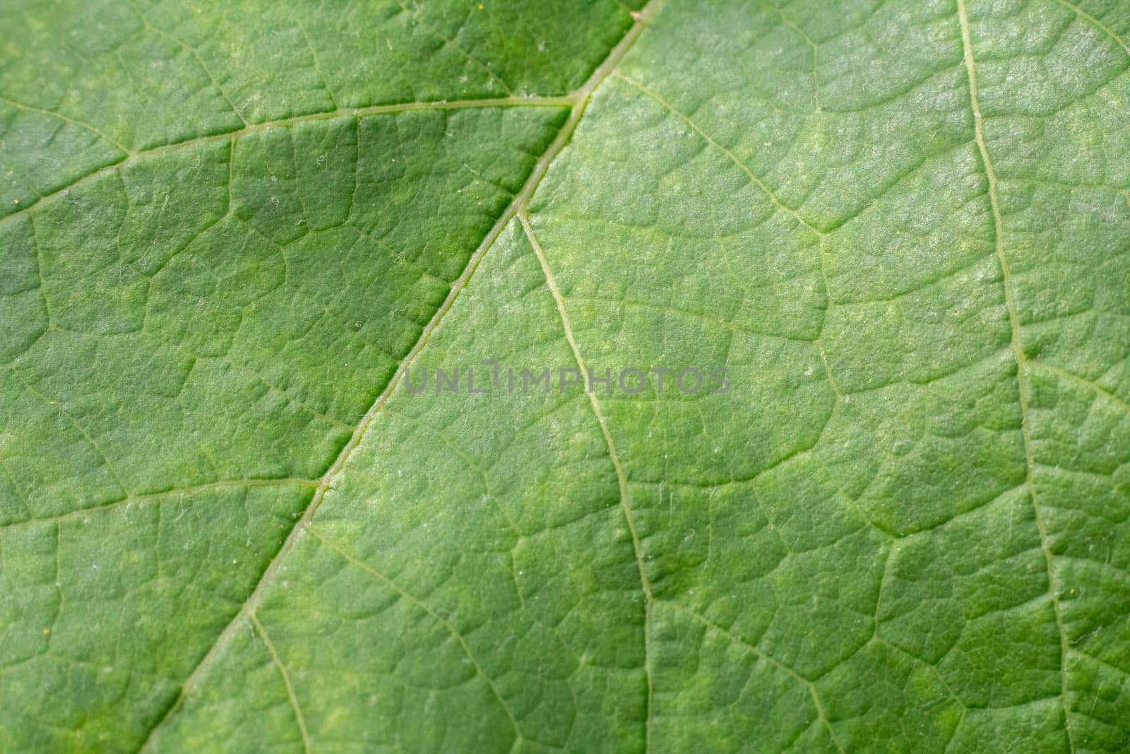 Close-up view of a green leaf with a natural pattern in daylight.