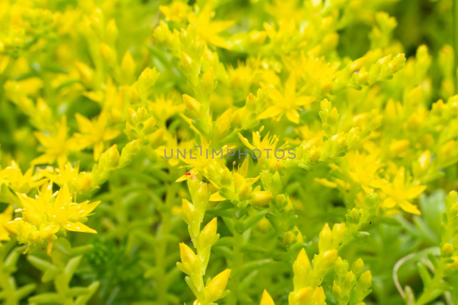 Sedum hispanicum growing on a flower bed in the garden.