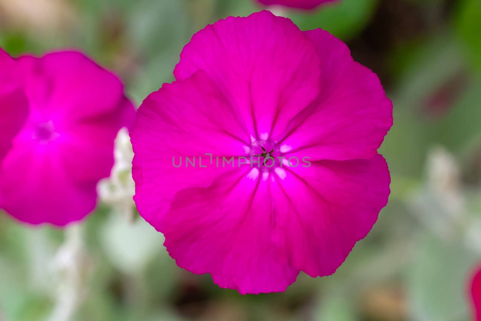 Close-up a flower Silene coronaria or Lychnis coronaria with blurred natural background. Flowering plants in the garden.