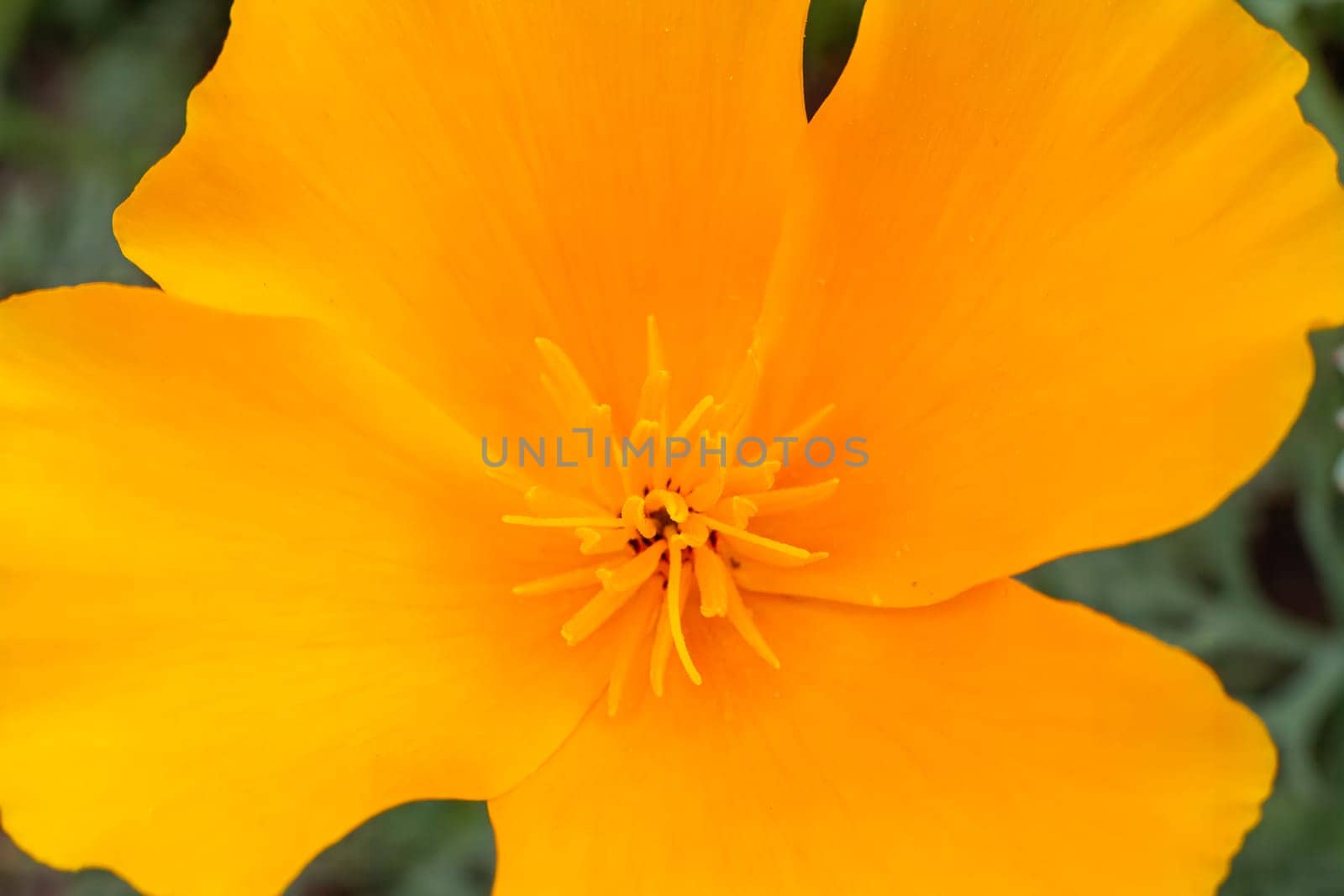 Close-up a bud of Eschscholzia californica in a garden in a sunny day. Top view.