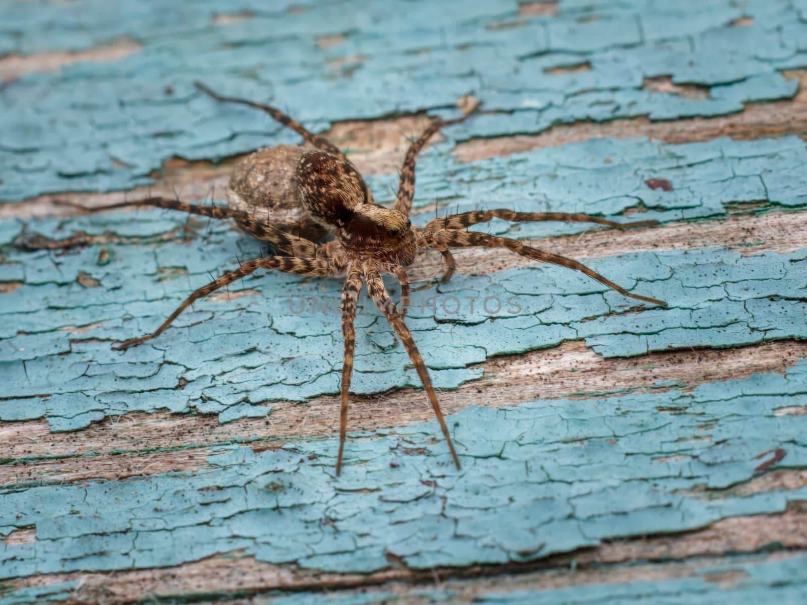 Close-up view of a spider sitting on an old painted board.