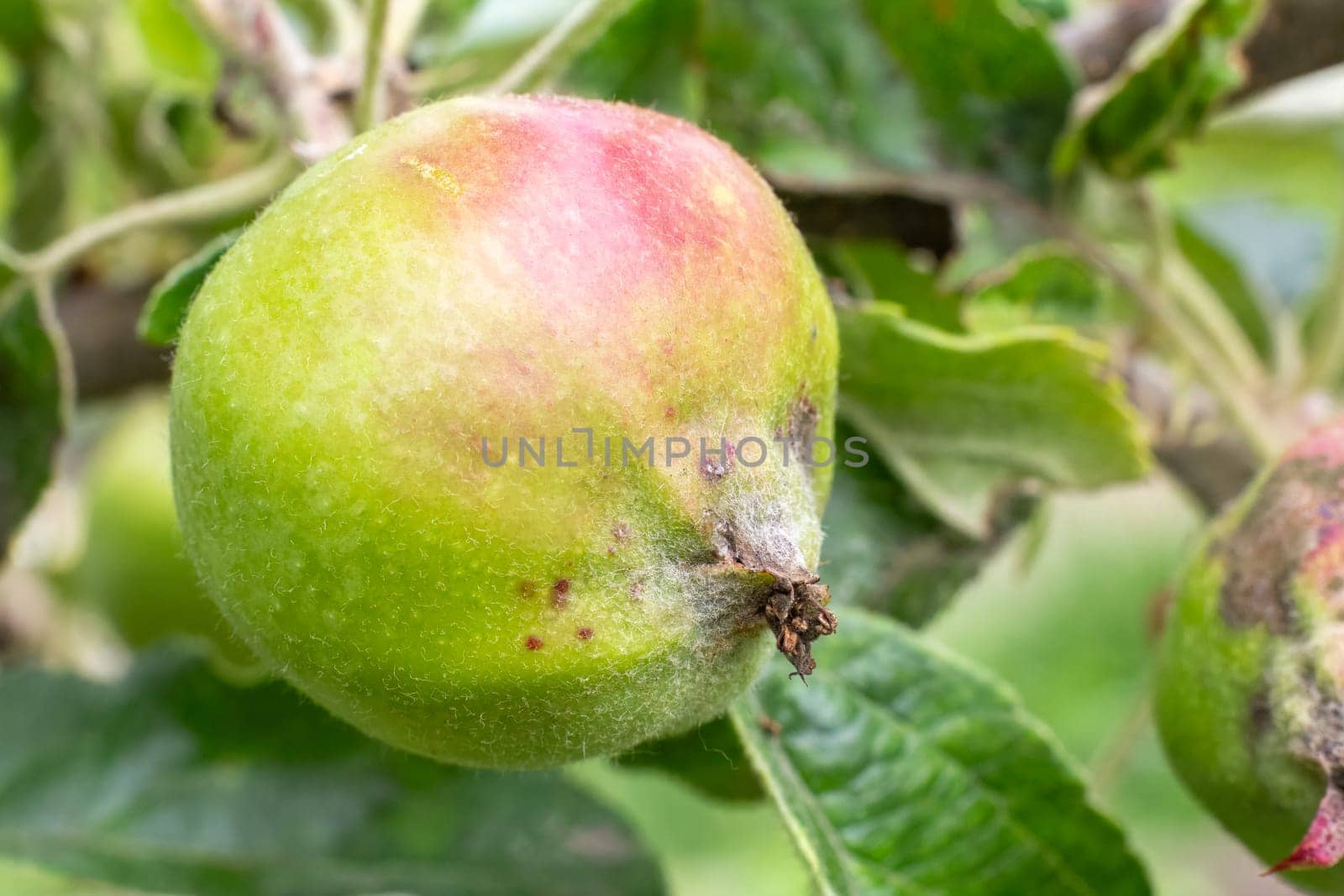Fruit of immature apple on a branch of the tree in the orchard. Fruits growing in the garden.