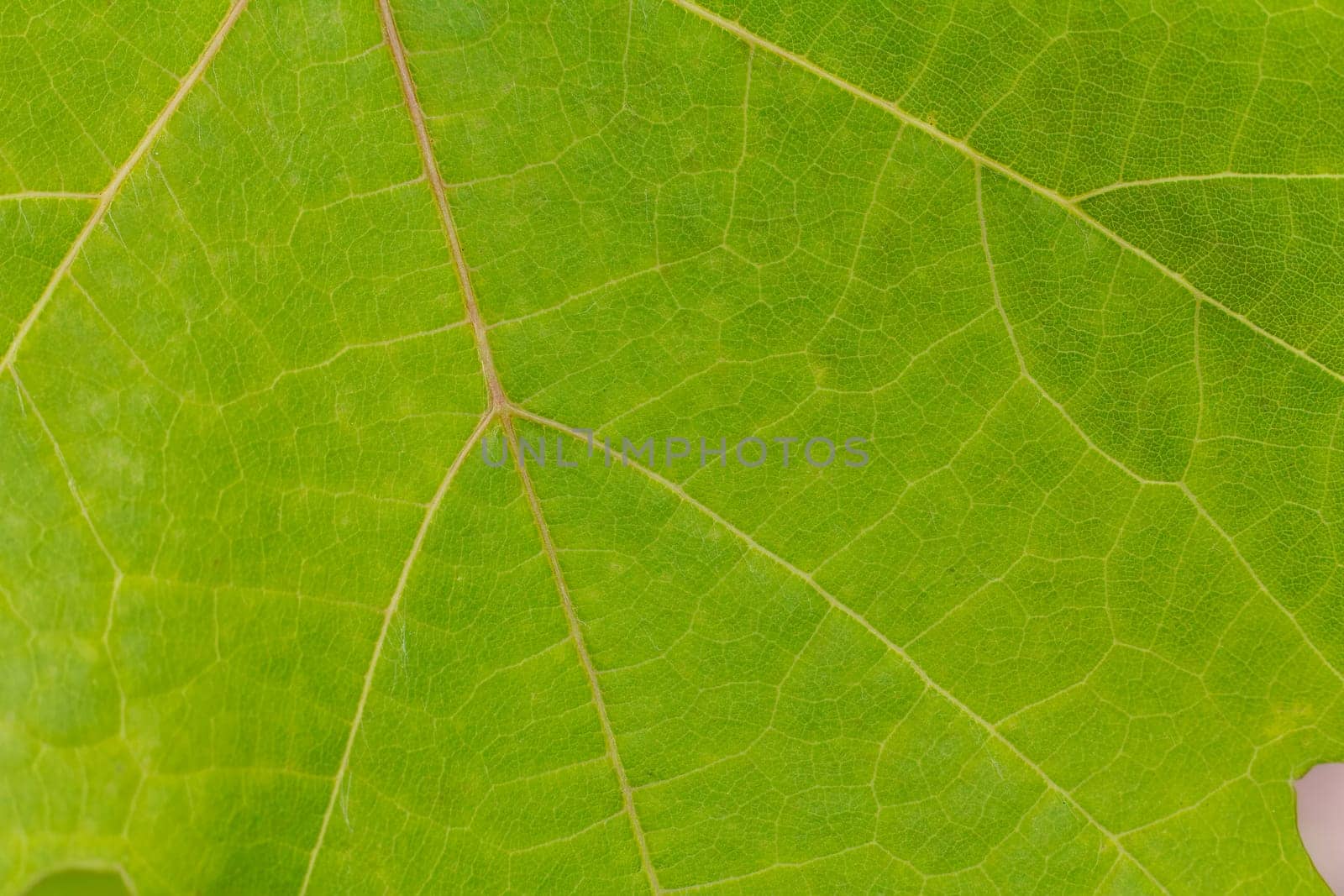 Close-up view of a green leaf with a natural pattern in daylight.