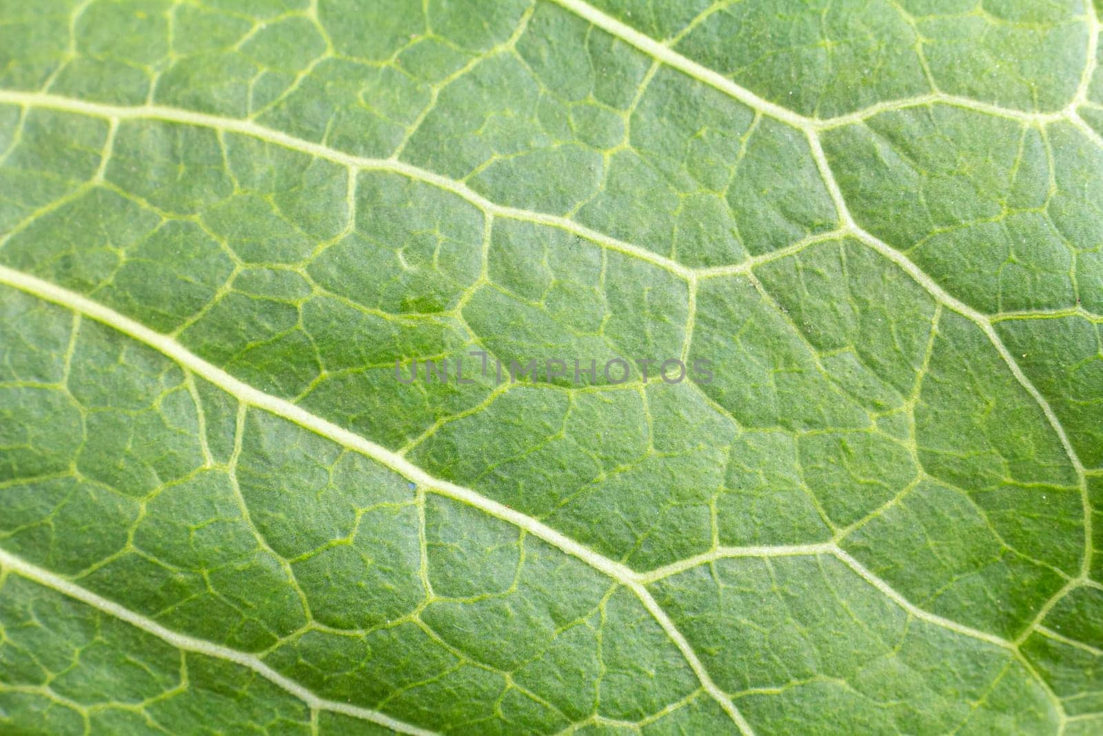 Close-up view of a green leaf with a natural pattern in daylight.