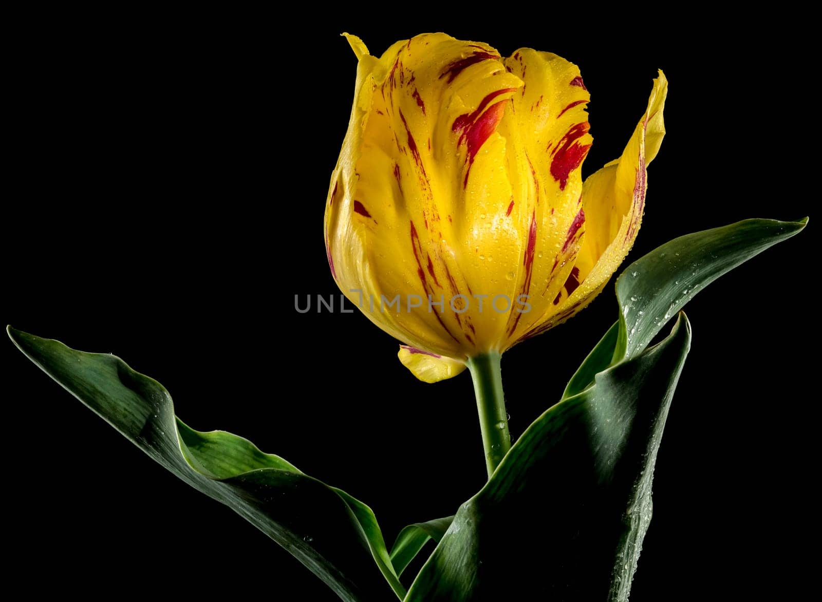 Beautiful yellow Tulip La Courtine Parrot flower isolated on a black background. Flower head close-up.