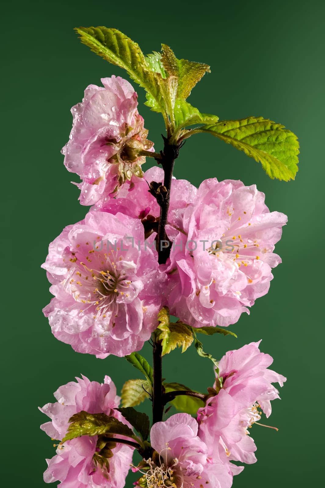 Beautiful pink Almond Prunus triloba blossoms on a green background. Flower head close-up.