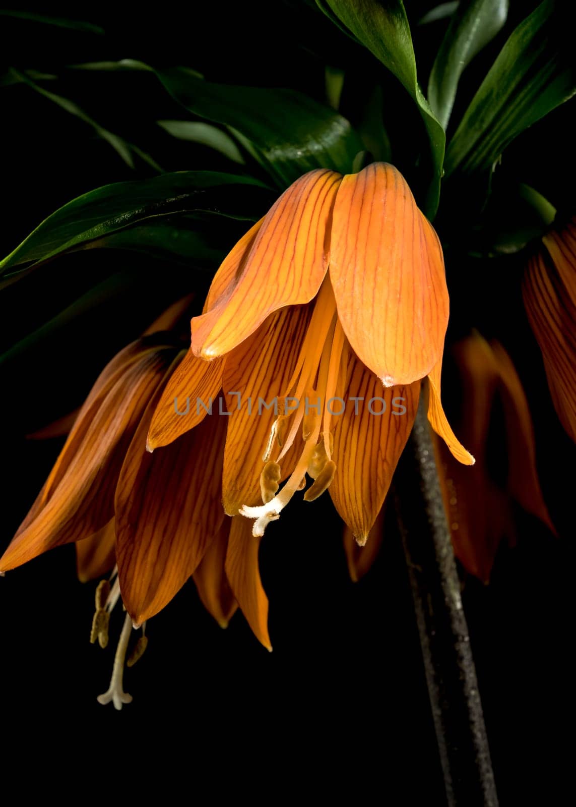 Blooming Crown imperial flowers on a black background by Multipedia