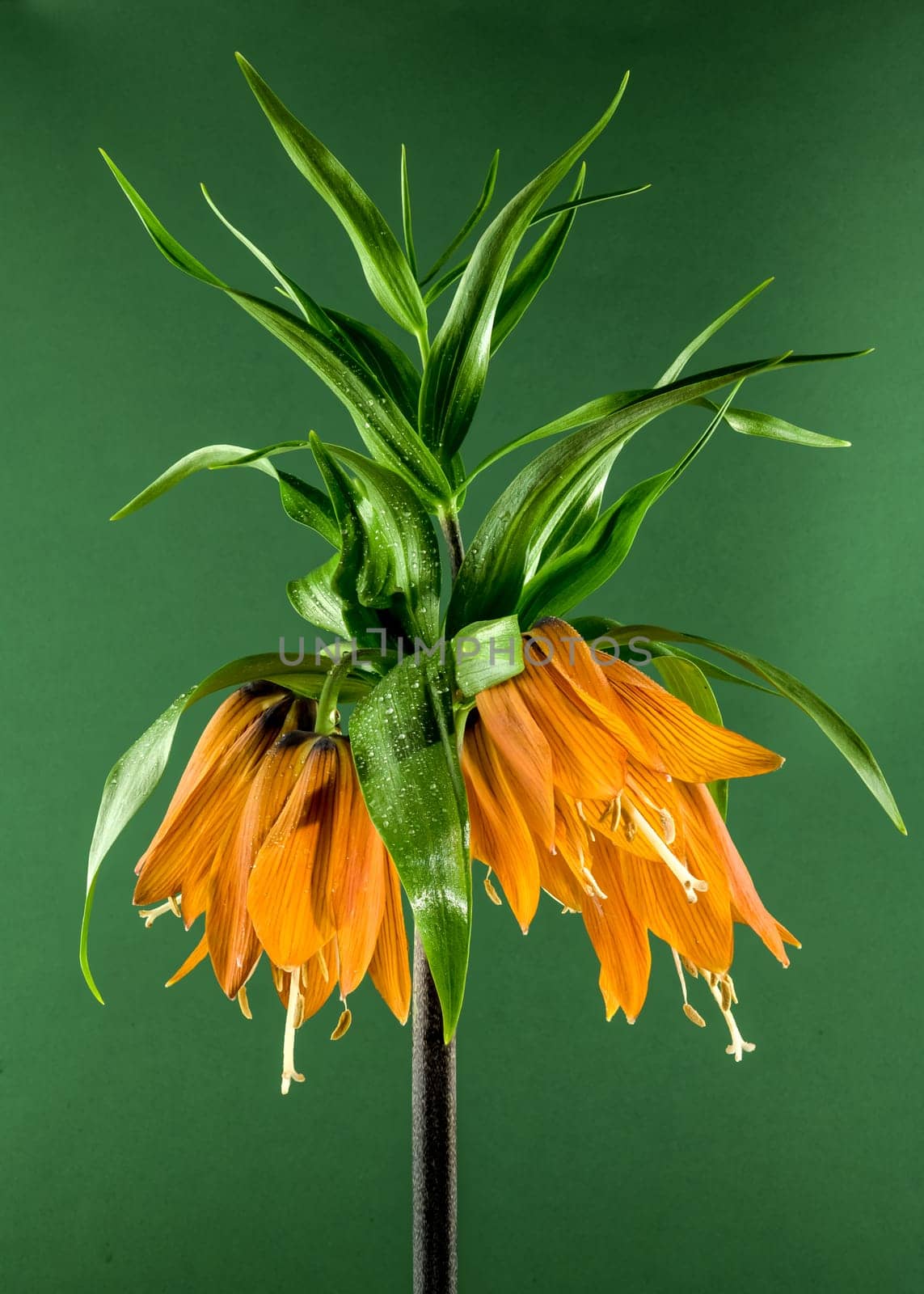 Beautiful Crown imperial flower blossom on a green background. Flower head close-up.