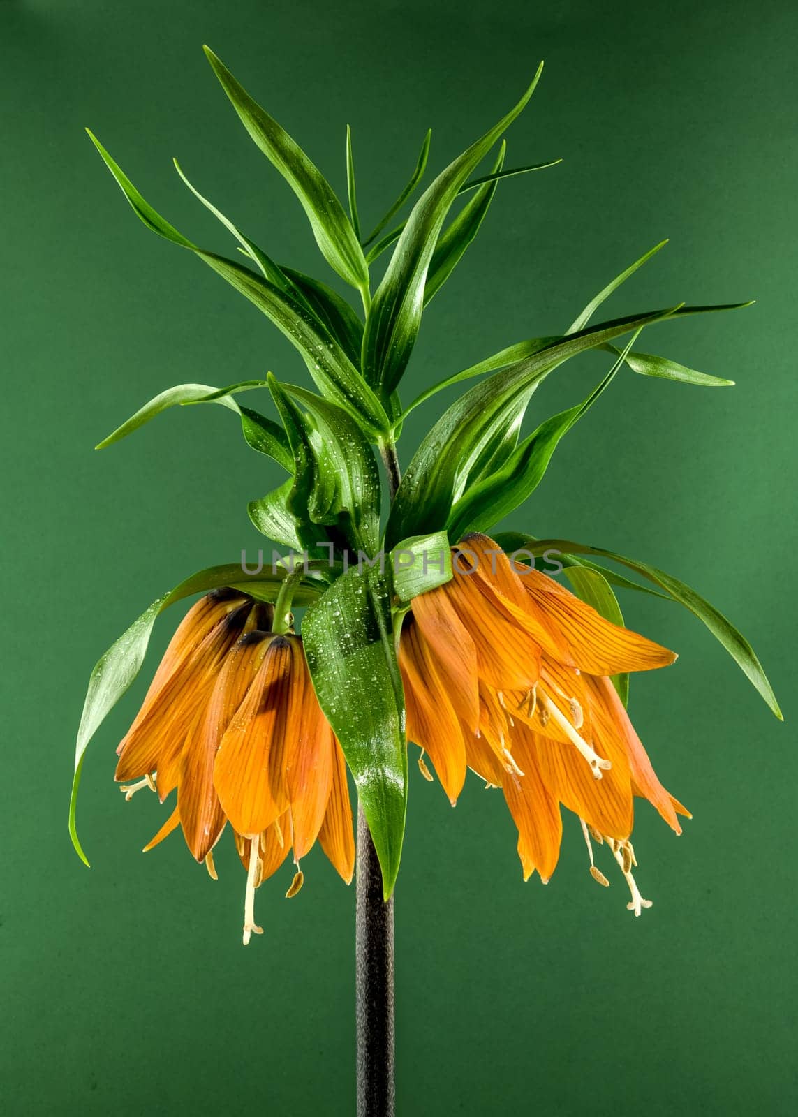 Blooming Crown imperial flowers on a green background by Multipedia