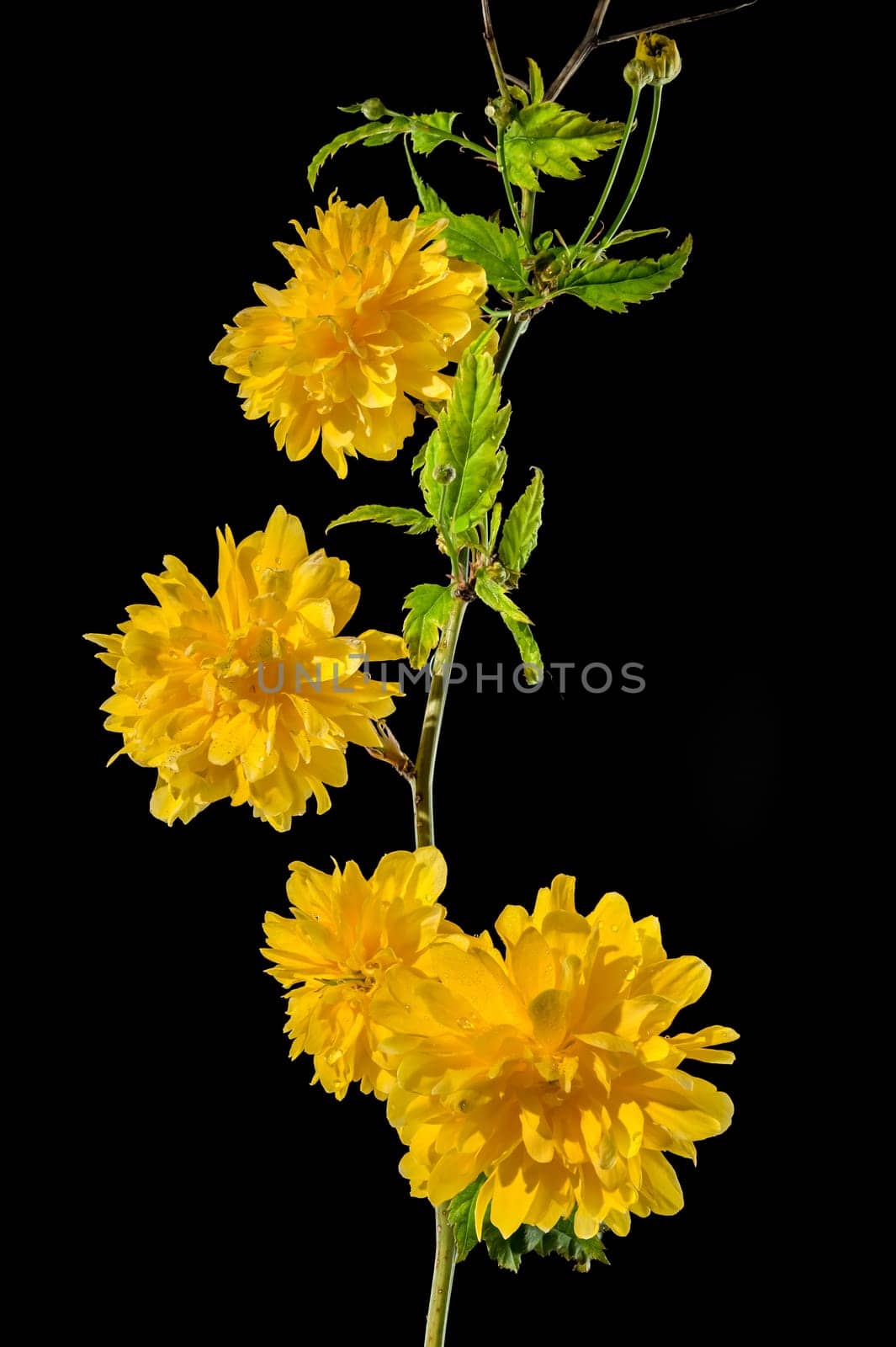 Blooming kerria japonica flowers on a black background by Multipedia