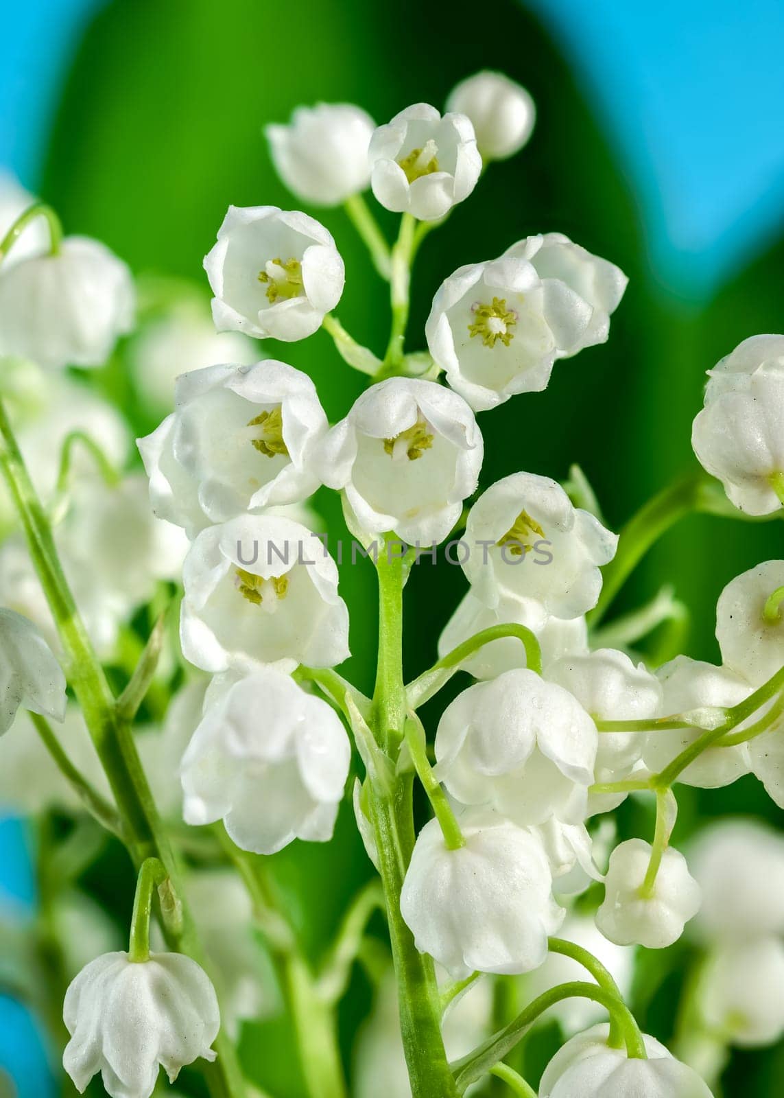 Beautiful blooming white Lily of the valley flower isolated on a blue background. Flower head close-up.