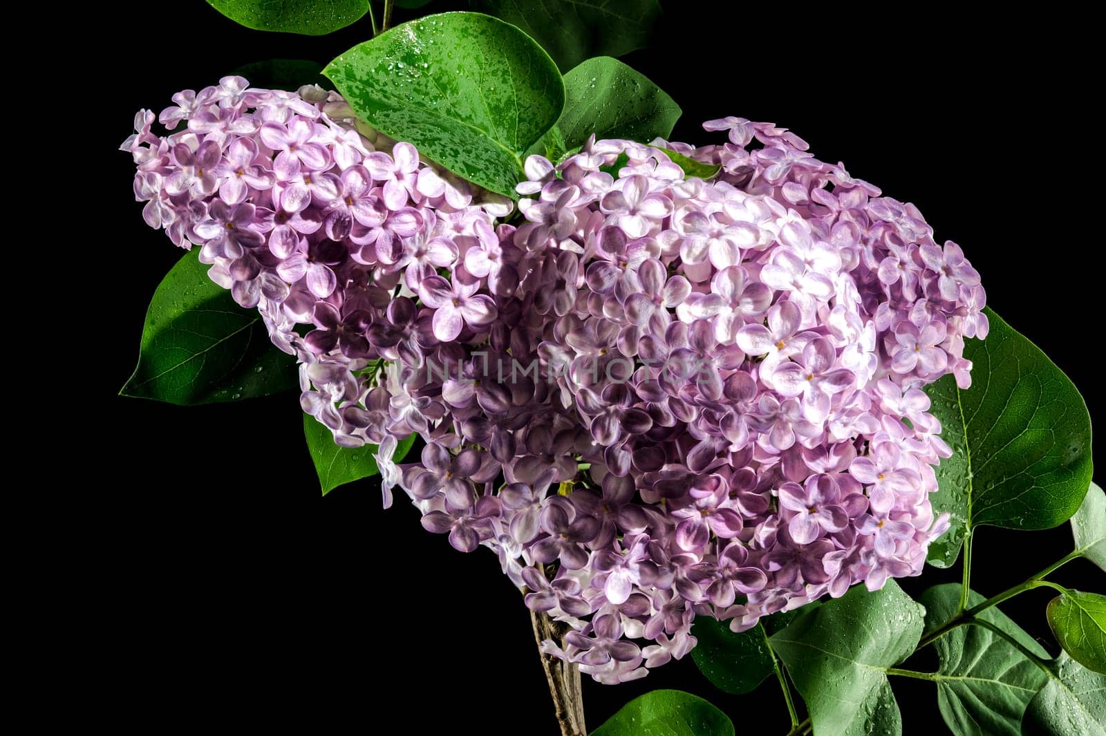 Blooming Pink flowers of Common lilac on a black background by Multipedia