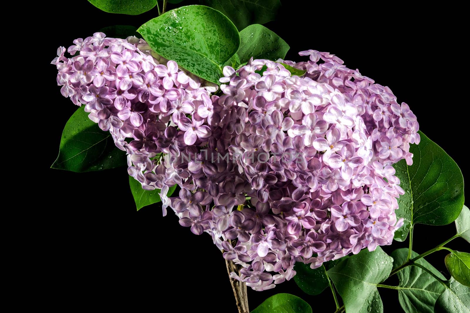 Beautiful blooming Pink flowers of Syringa vulgaris (Common lilac) isolated on a black background. Flower head close-up.