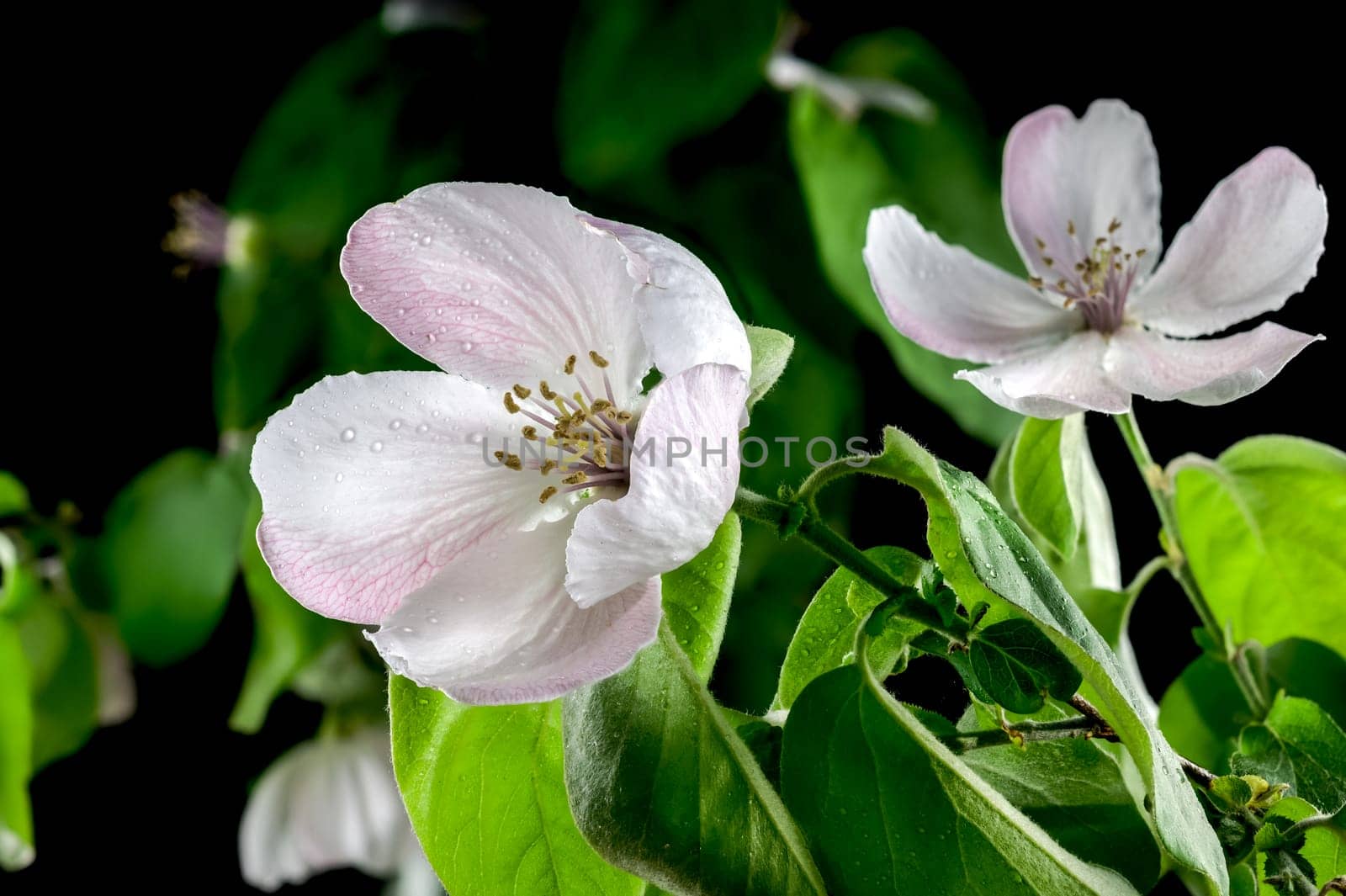 Beautiful white Quince tree flower blossom isolated on a black background. Flower head close-up.