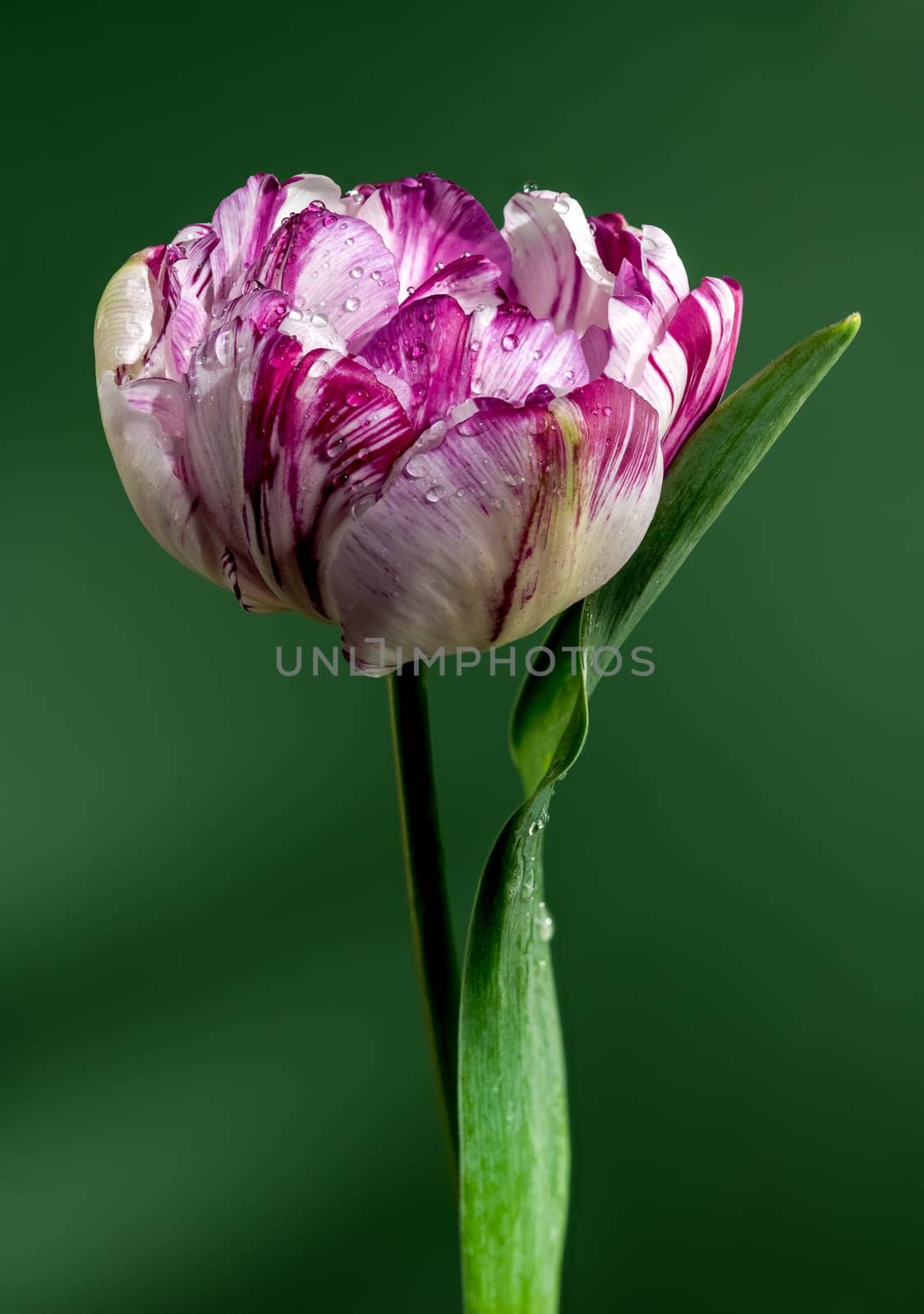 Blooming Tulip Jonquieres on a green background by Multipedia